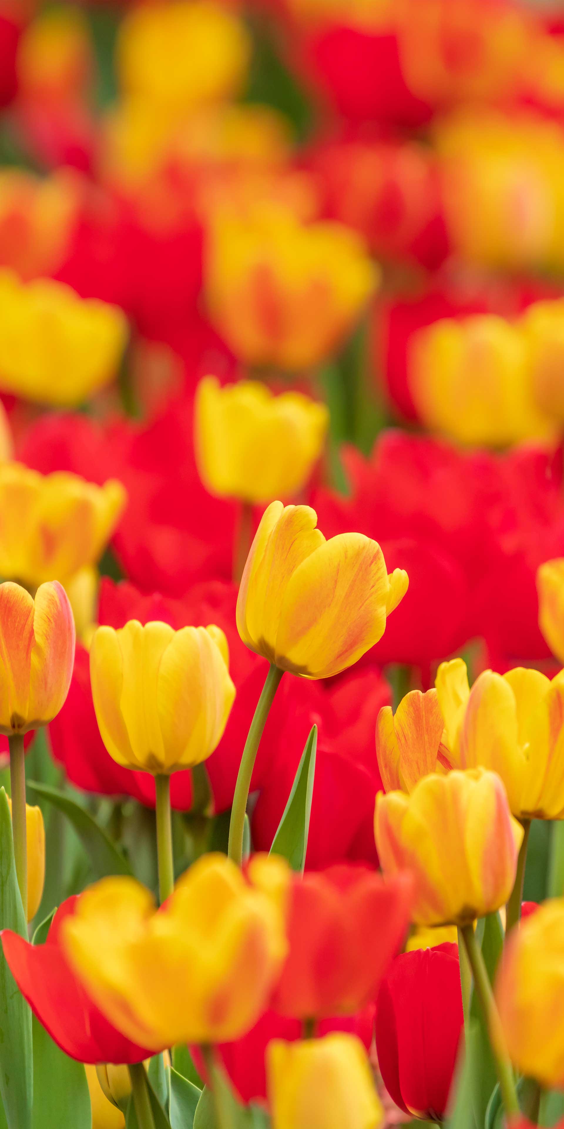 Spring For Mobile Wallpapers Wallpaper Cave