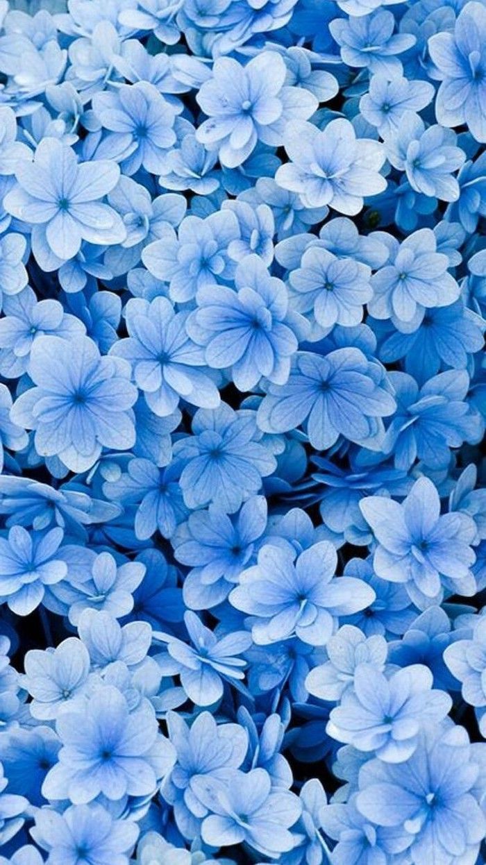 Blue Flowers Anime Wallpapers Wallpaper Cave