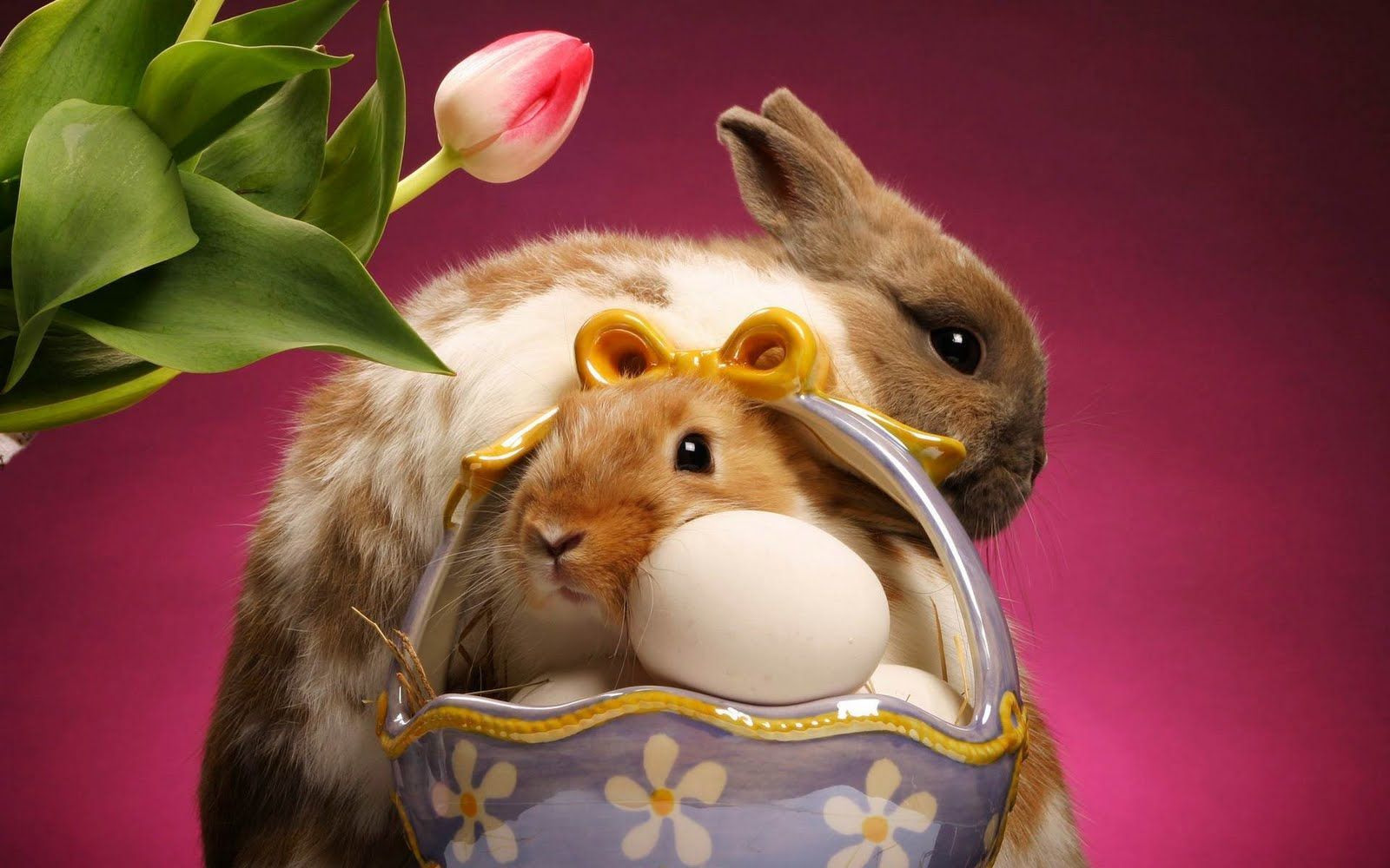 Easter Hamsters Wallpapers Wallpaper Cave