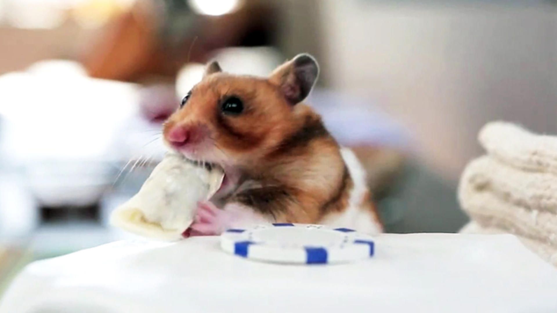 Easter Hamsters Wallpapers Wallpaper Cave