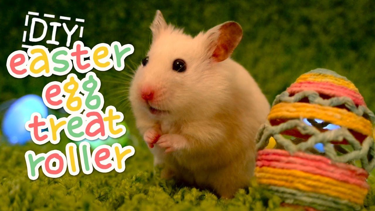 Easter Hamsters Wallpapers Wallpaper Cave