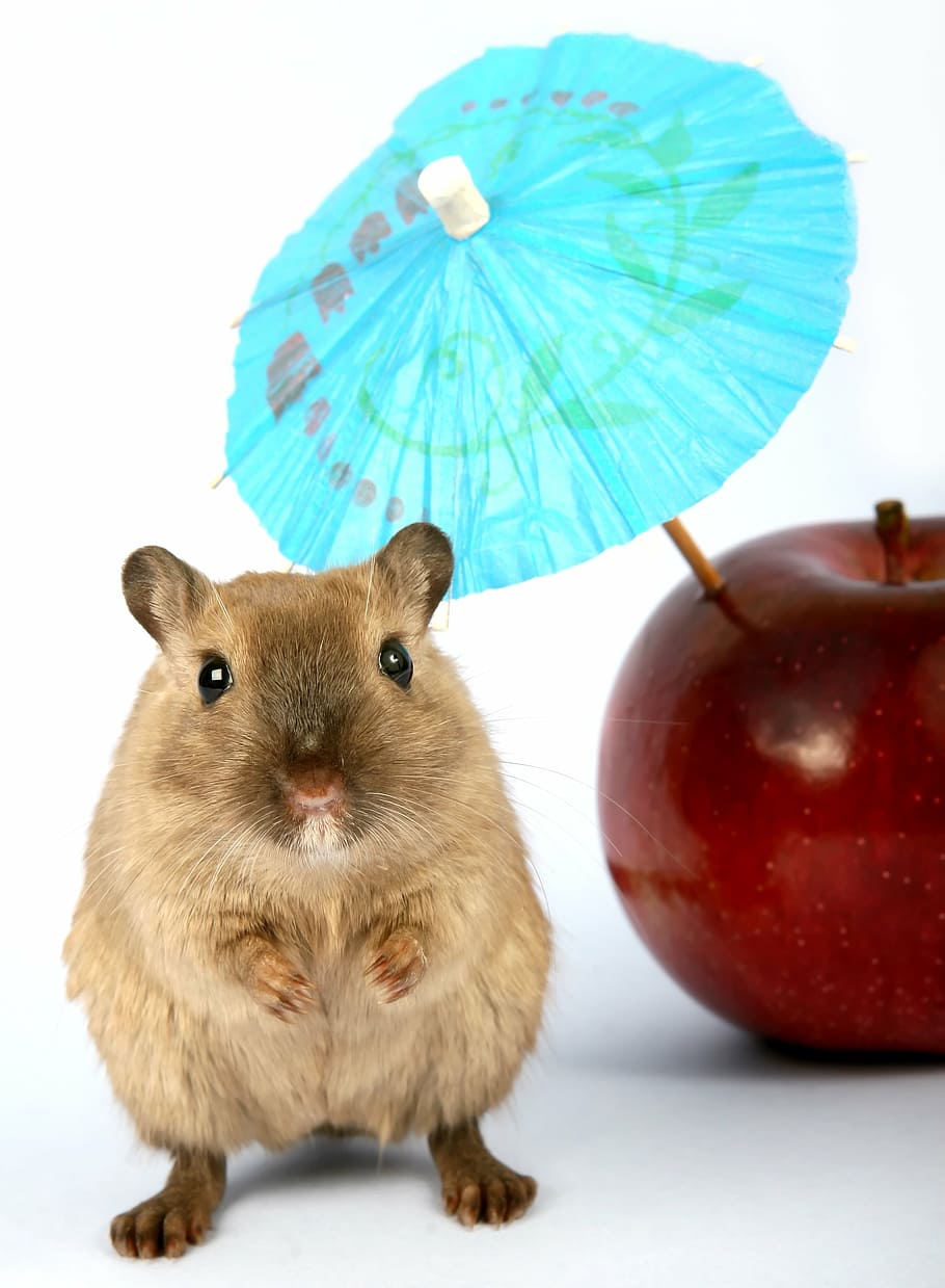 Easter Hamsters Wallpapers Wallpaper Cave