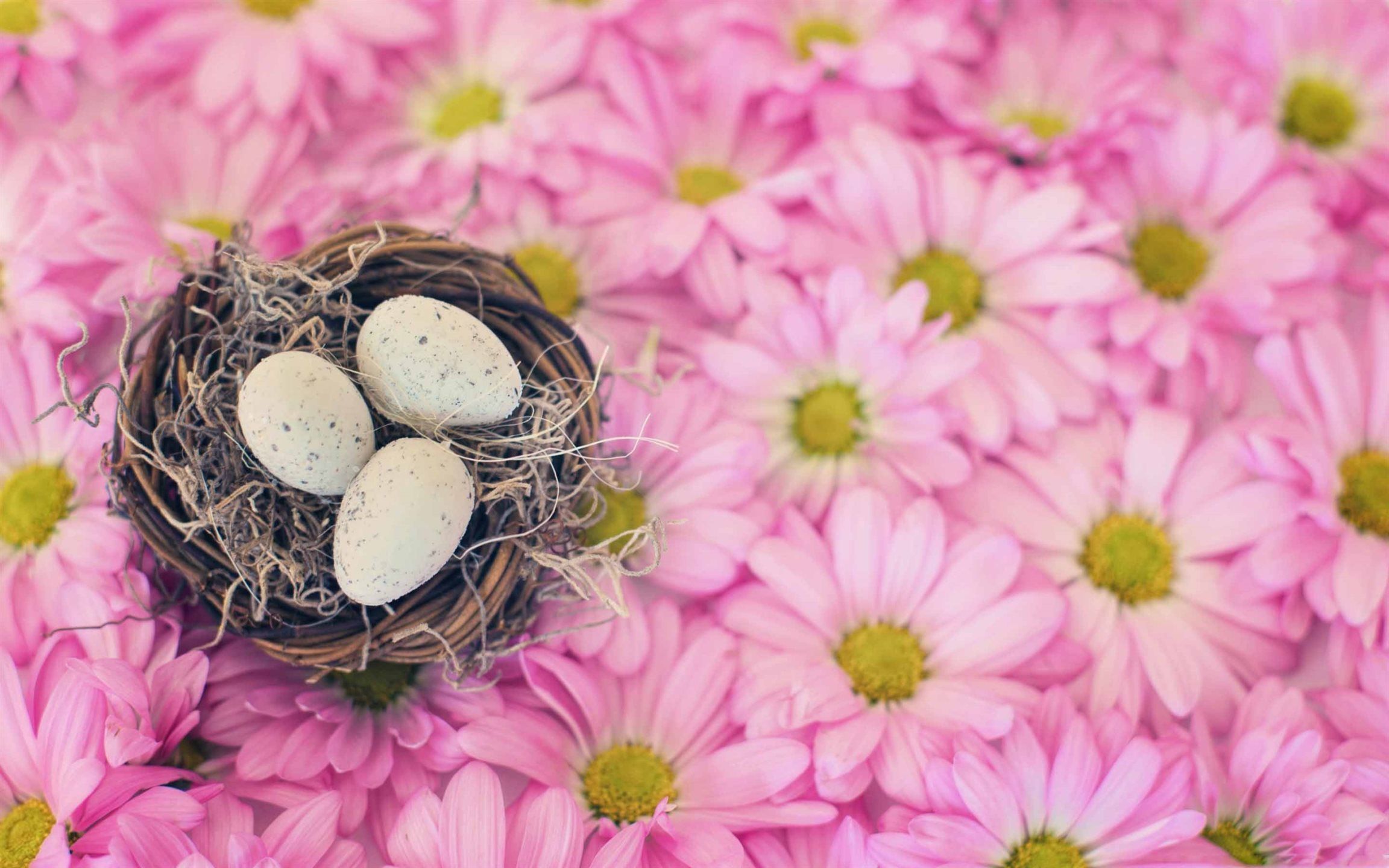 Pink Easter Wallpapers Wallpaper Cave