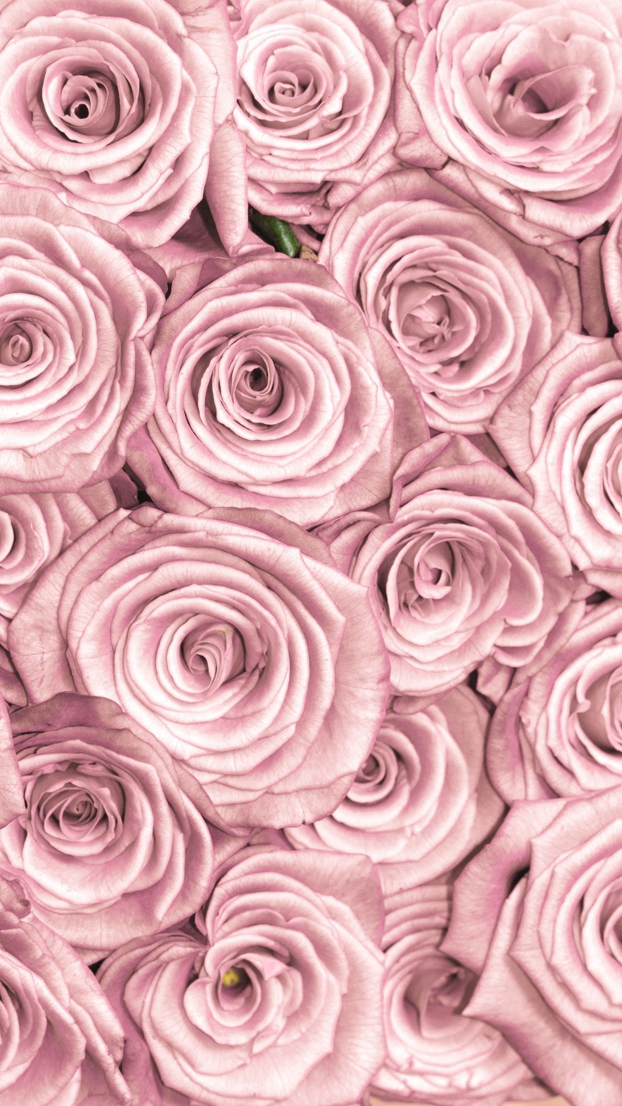 Pink Rose iPhone Wallpapers Wallpaper Cave