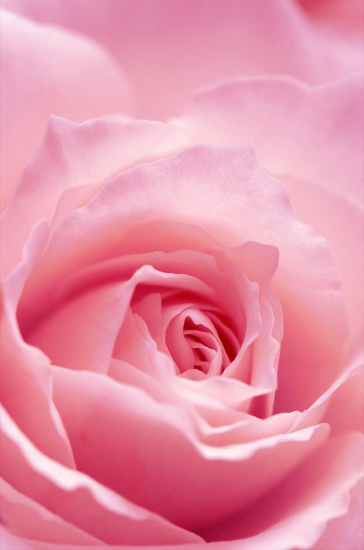 Pink Rose iPhone Wallpapers Wallpaper Cave