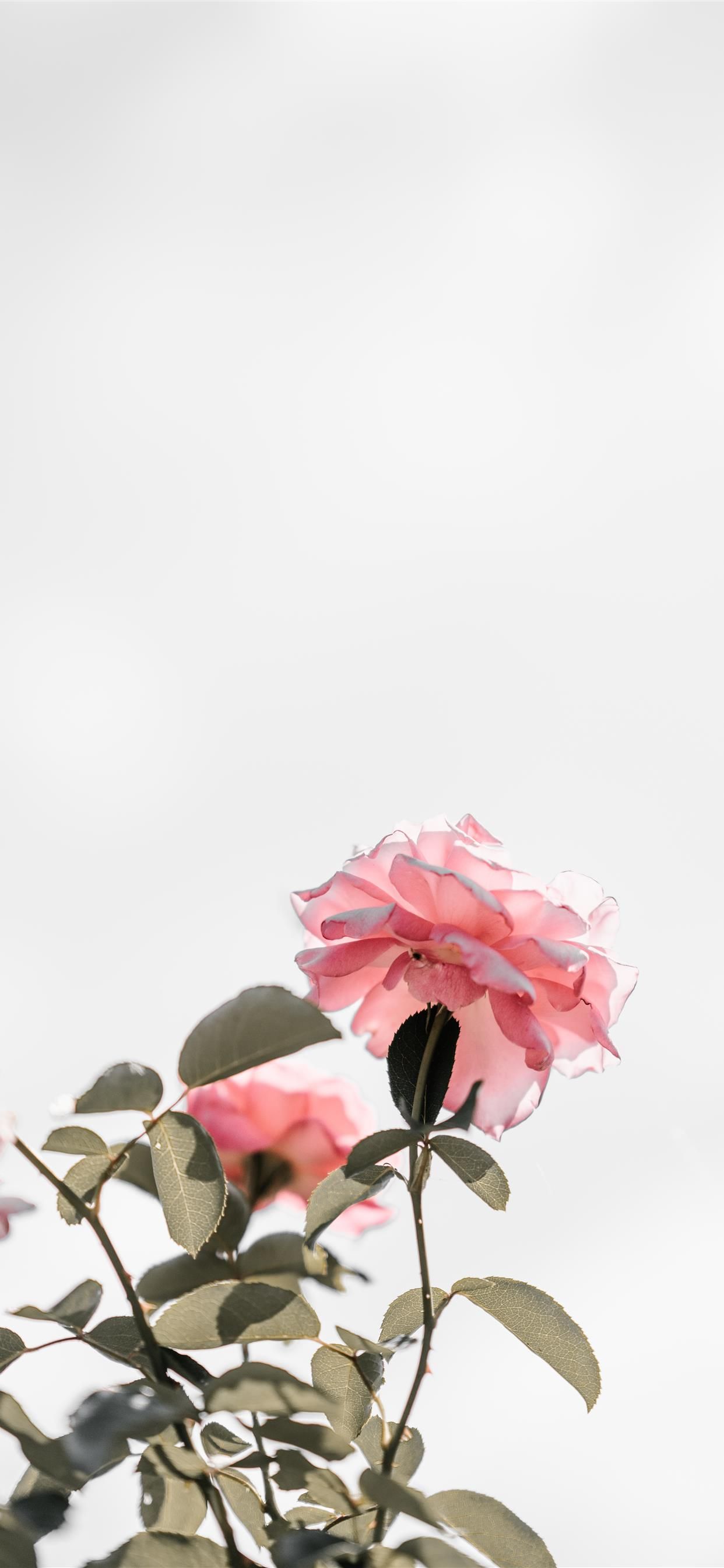 Pink Rose iPhone Wallpapers Wallpaper Cave