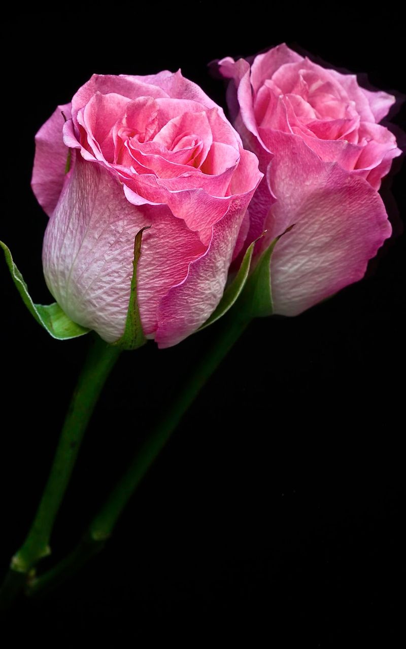 Pink Rose iPhone Wallpapers Wallpaper Cave