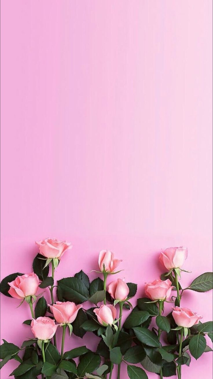 Pink Rose iPhone Wallpapers Wallpaper Cave