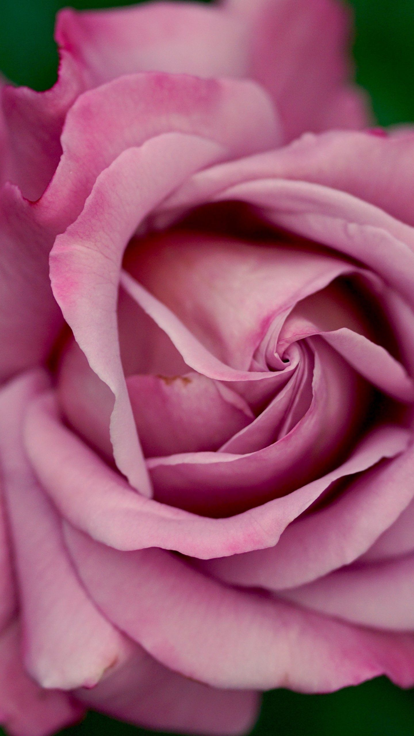 Pink Rose iPhone Wallpapers Wallpaper Cave
