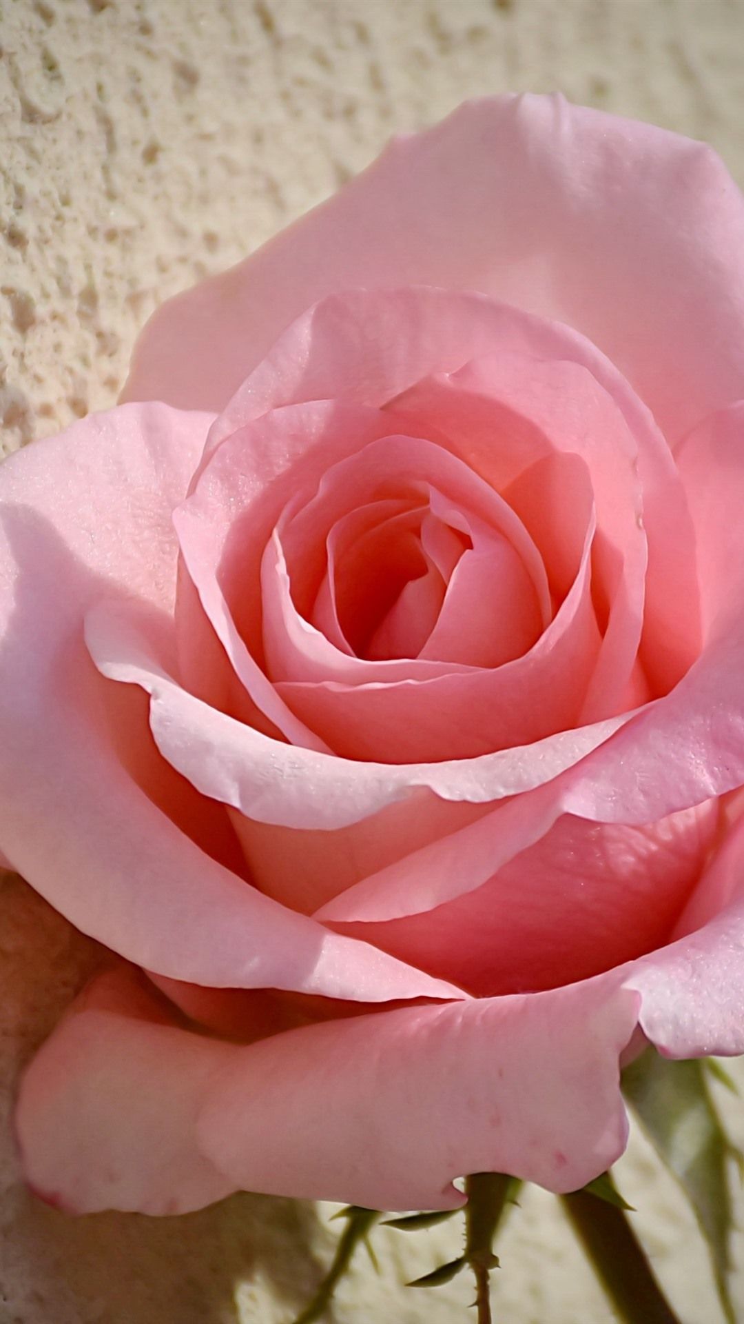 Pink Rose iPhone Wallpapers Wallpaper Cave