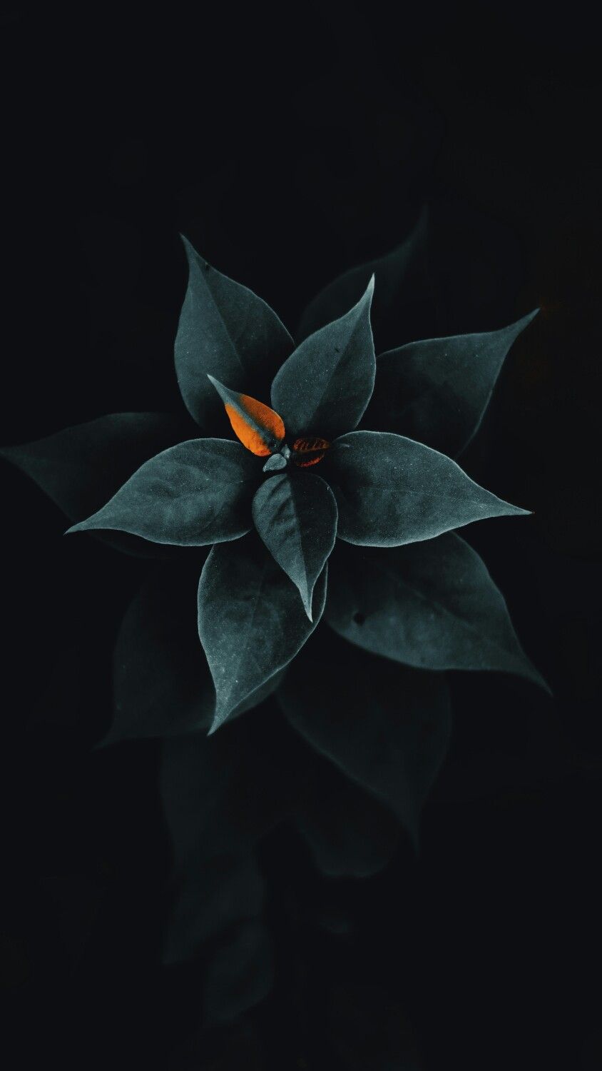 Amoled Flower Wallpapers Wallpaper Cave