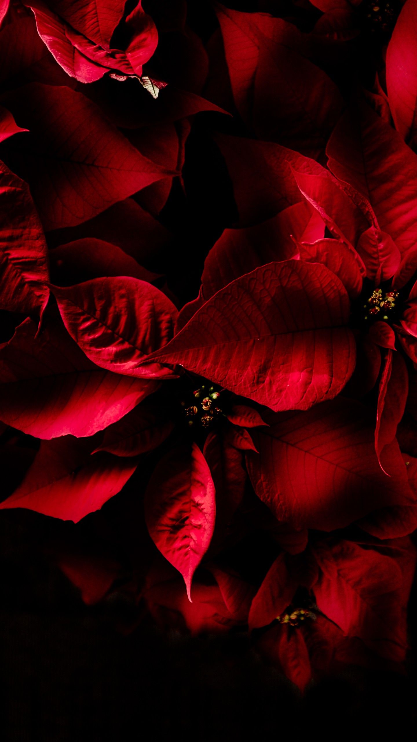 Amoled Flower Wallpapers Wallpaper Cave