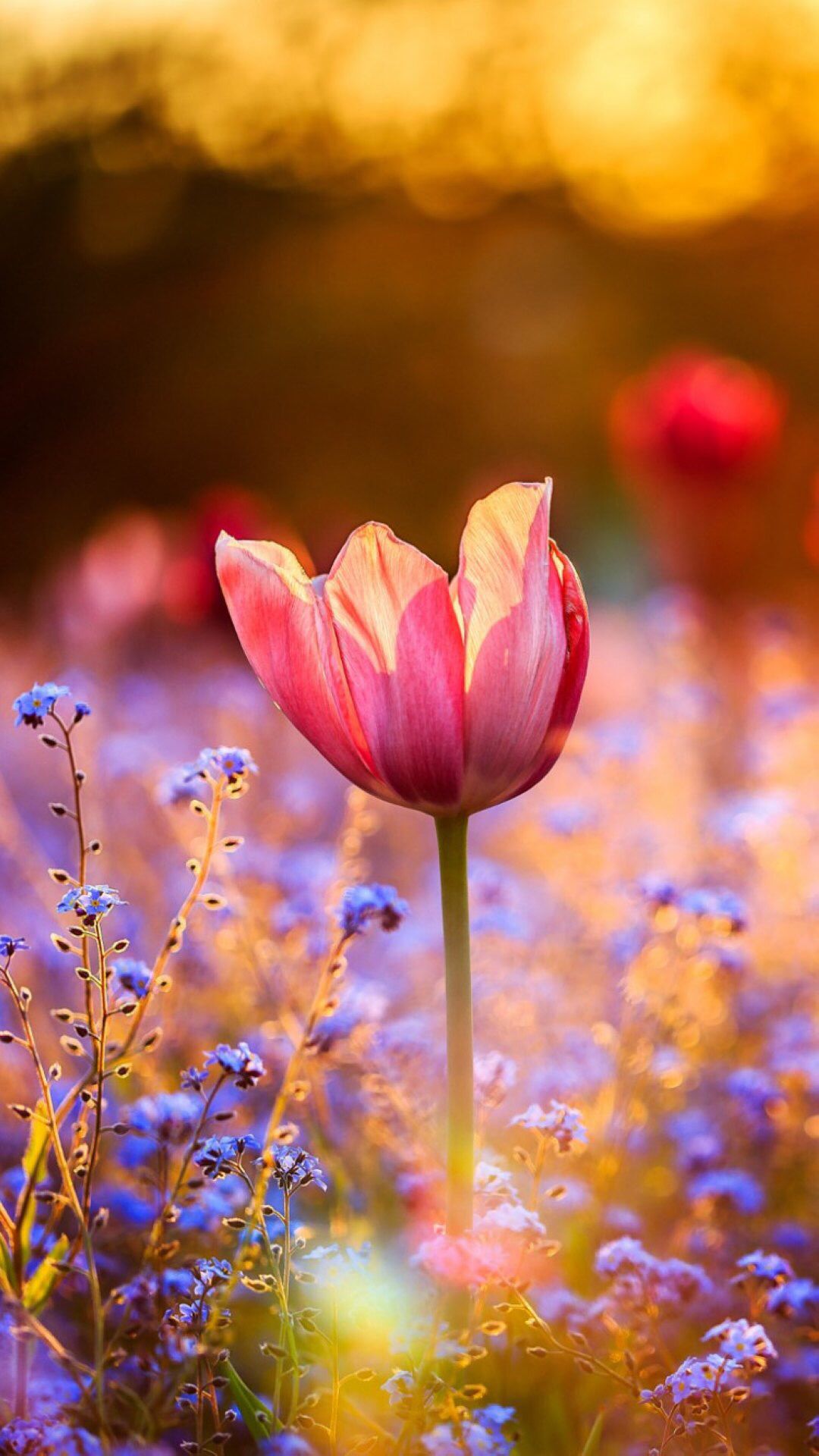 Tulip iPhone Wallpapers Wallpaper Cave