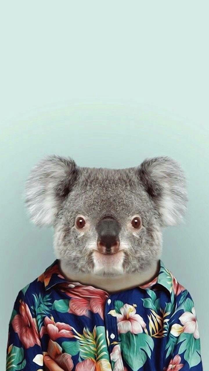 Cute Koala HD iPhone Wallpapers Wallpaper Cave