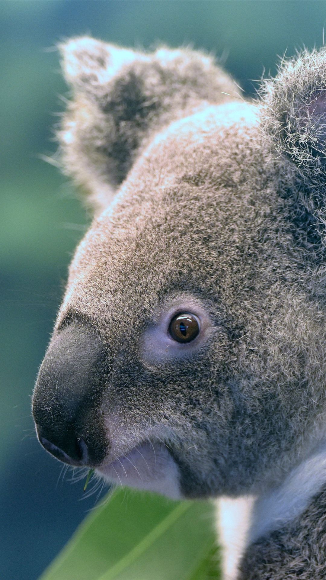 Cute Koala HD iPhone Wallpapers Wallpaper Cave