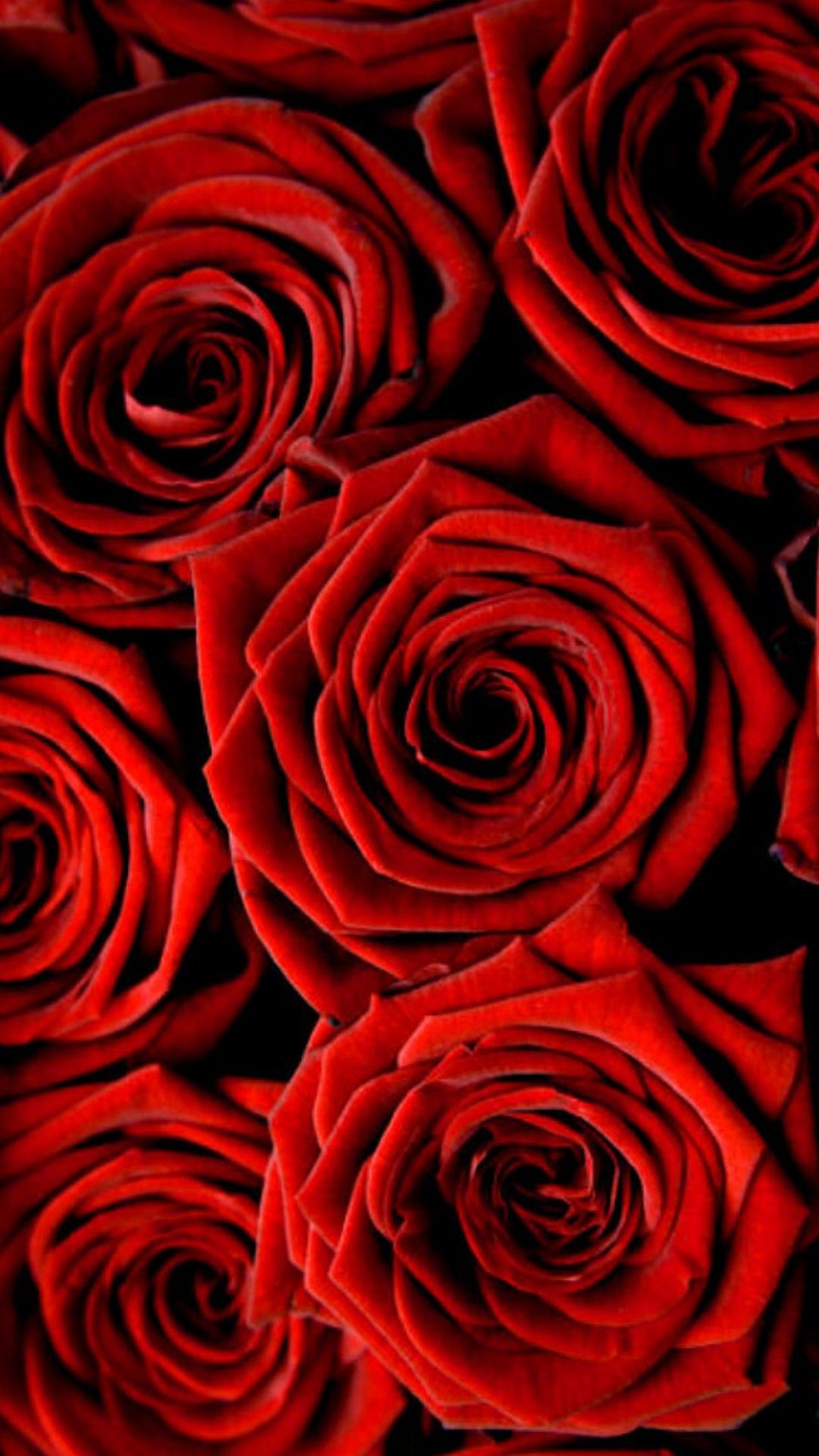 Rose Cute Wallpapers Wallpaper Cave