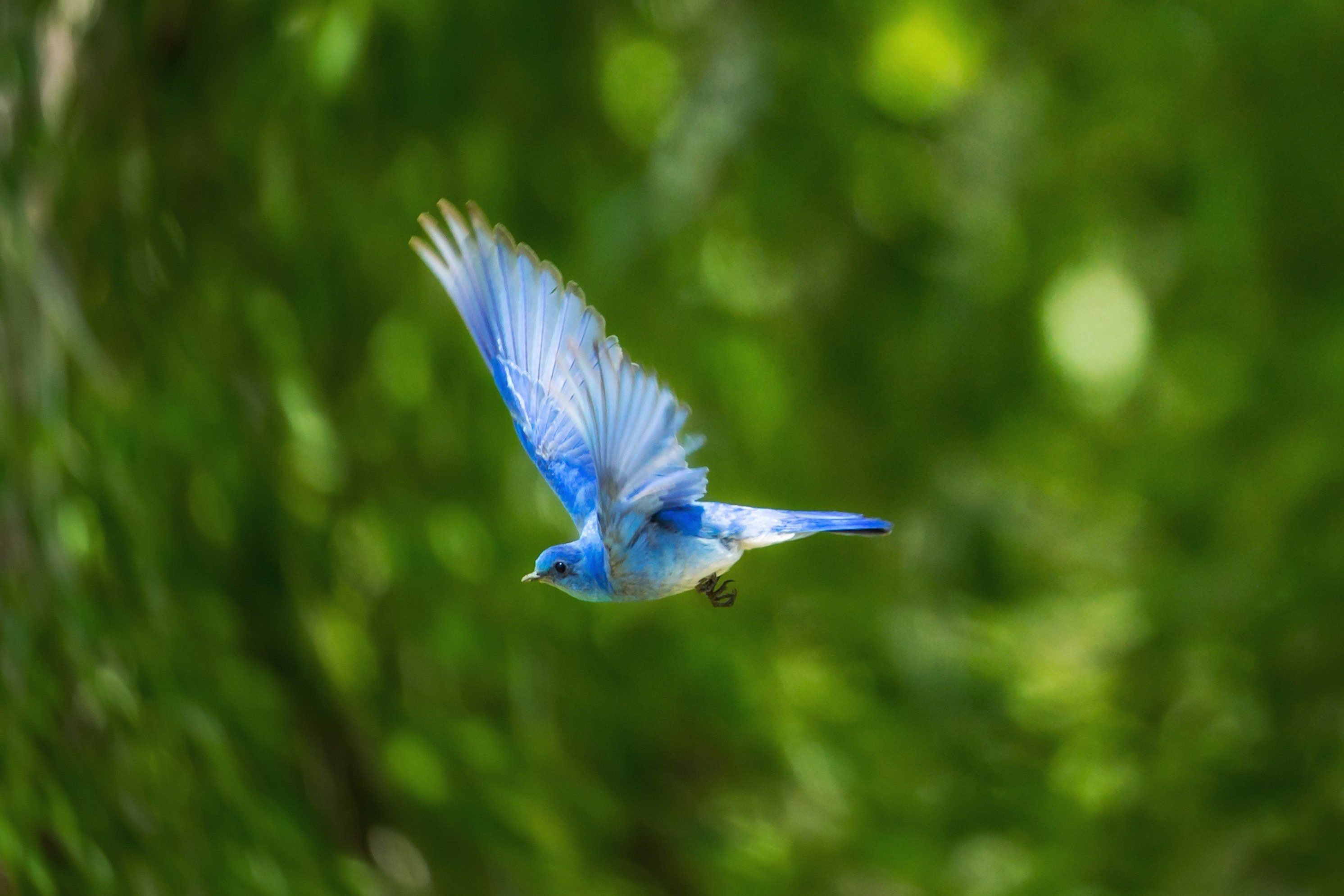 Bluebirds Computer Wallpapers Wallpaper Cave