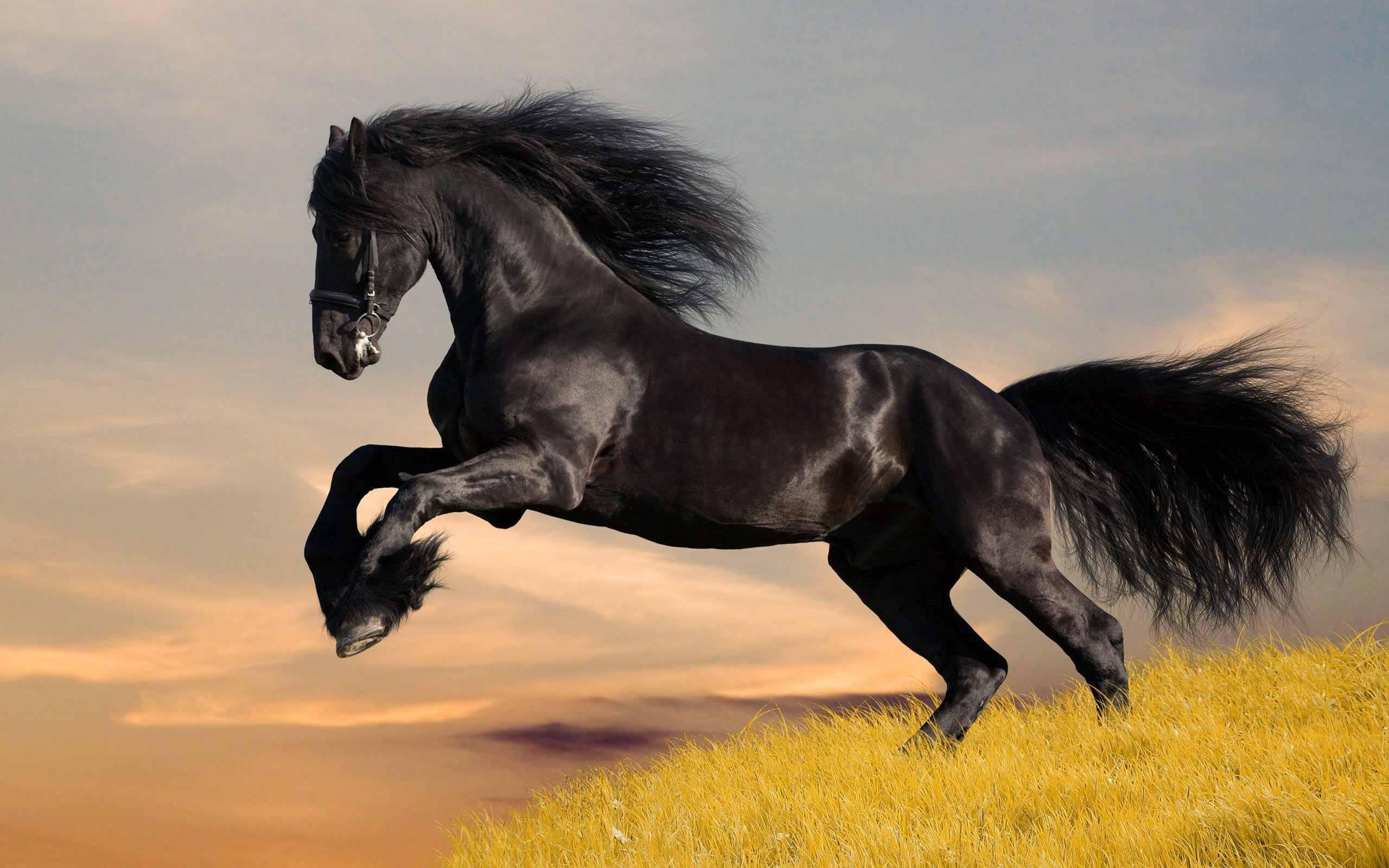 Thunder Horses Wallpapers Wallpaper Cave