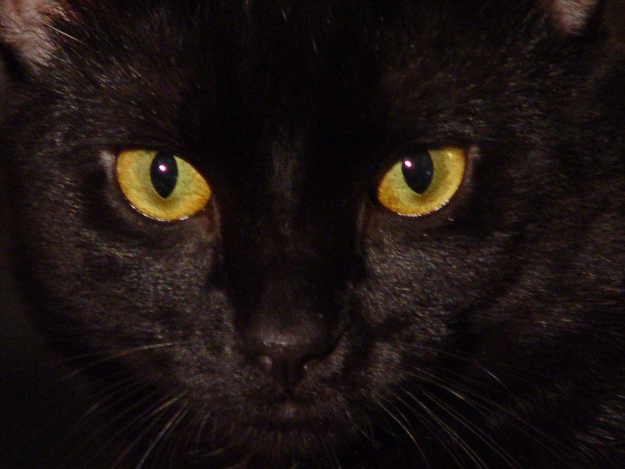 Anime Green Cat Eyes Wallpapers Wallpaper Cave