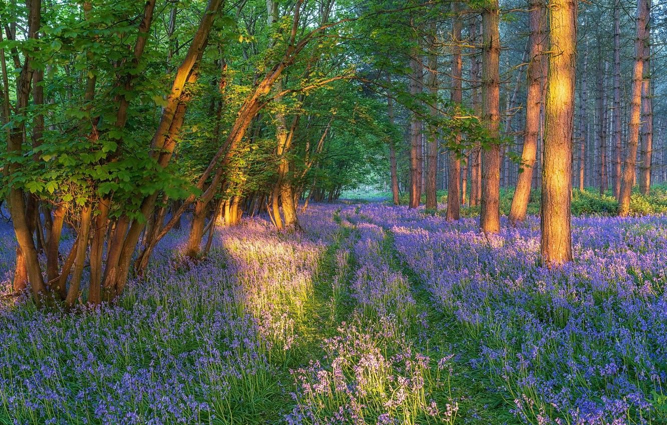 Spring Flowers In The Forest Wallpapers Wallpaper Cave