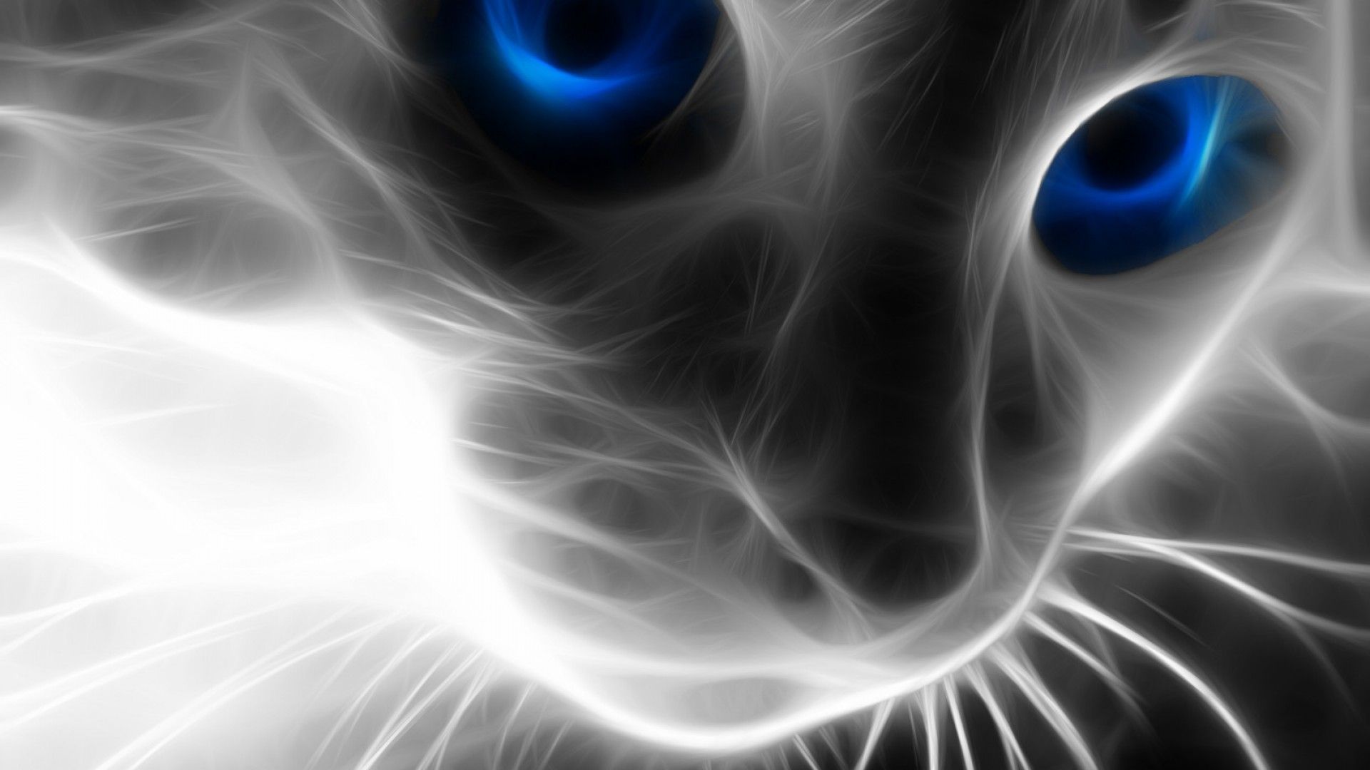 Blue Eyed Cats Wallpapers Wallpaper Cave