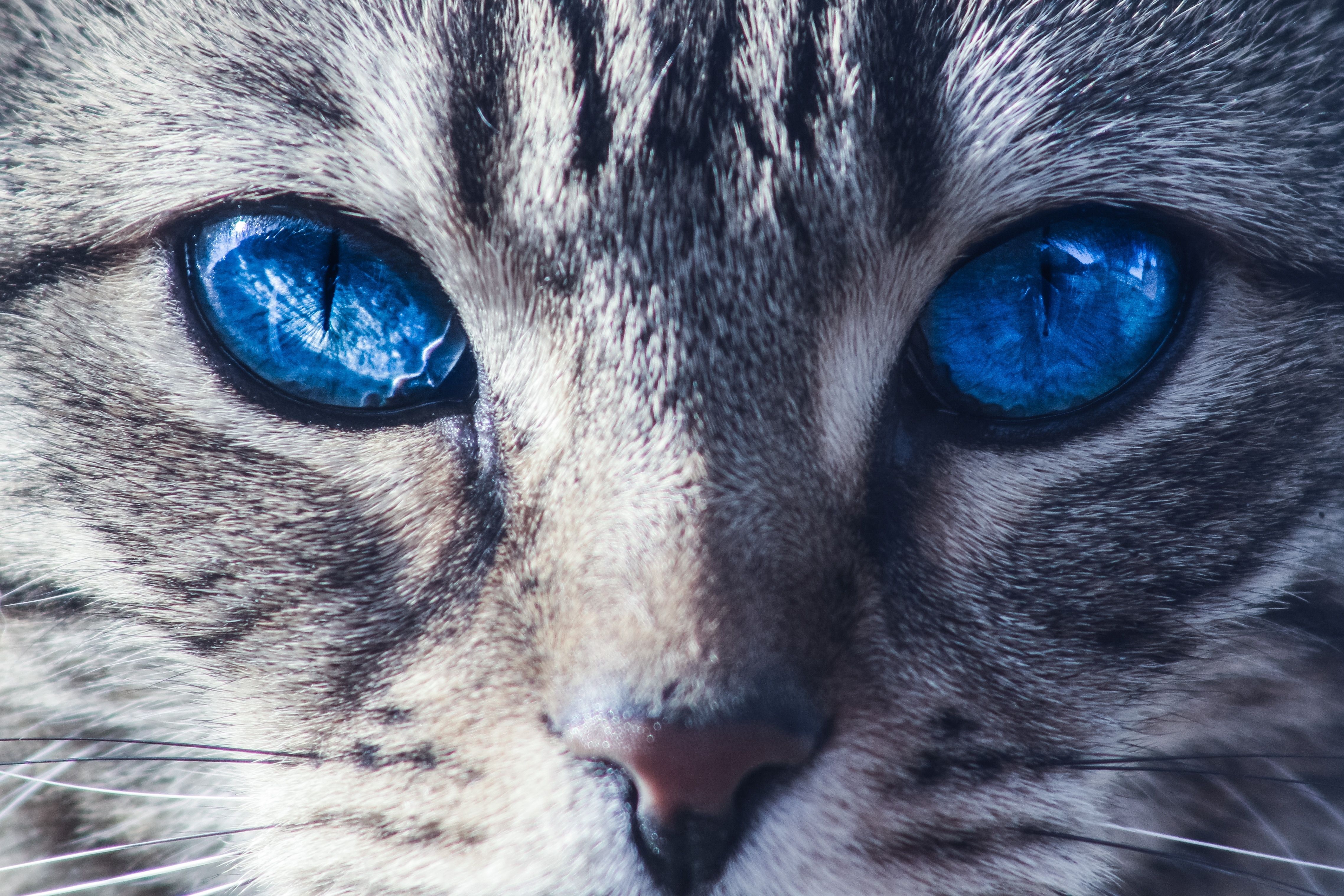 Blue Eyed Cats Wallpapers Wallpaper Cave