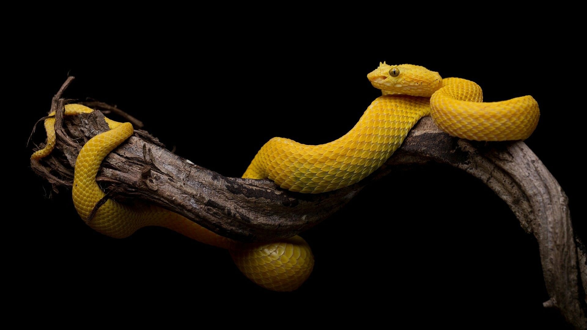 Beautiful Snake HD Wallpapers Wallpaper Cave