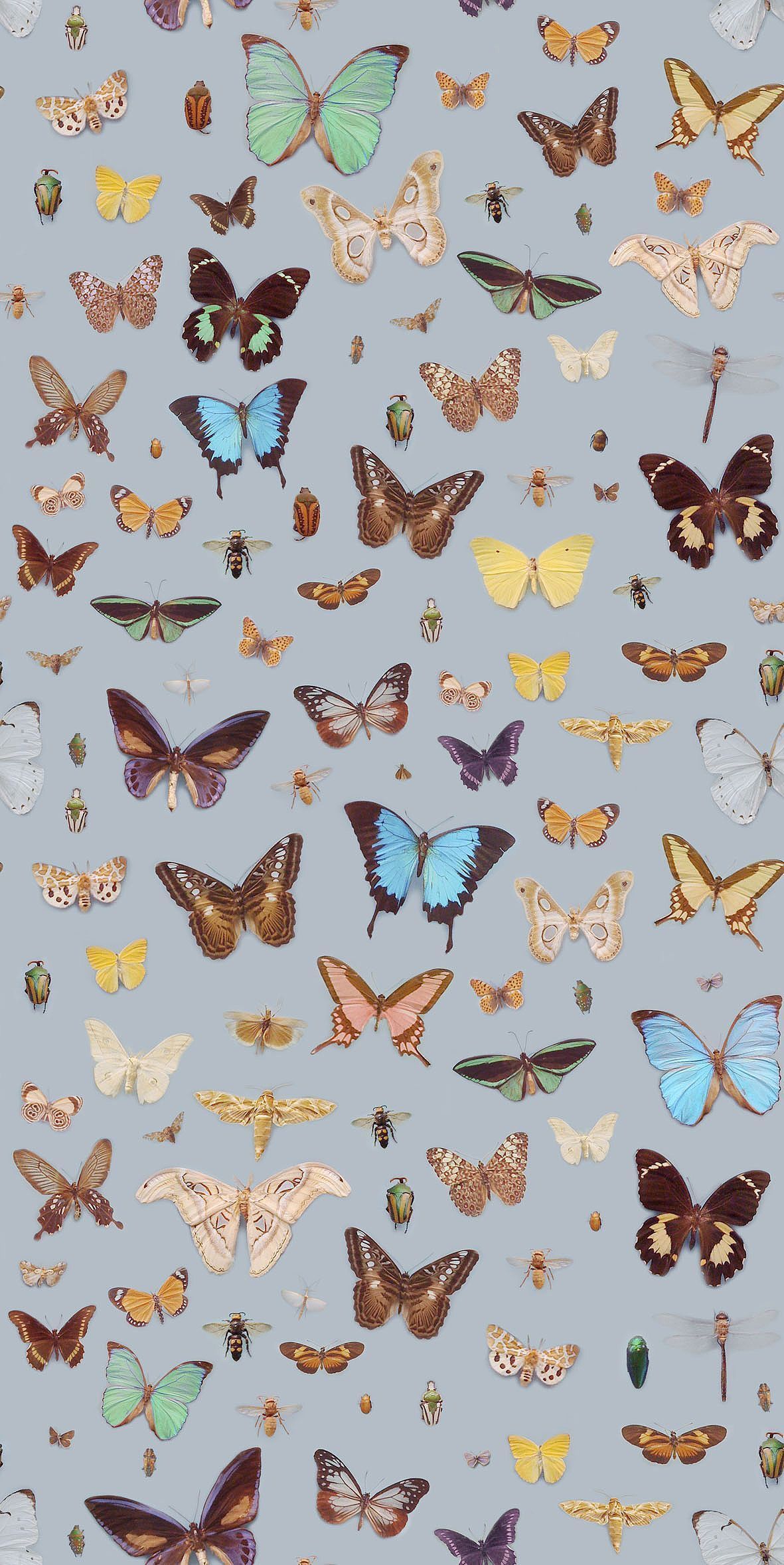 Butterfly Tumblr Wallpapers Wallpaper Cave