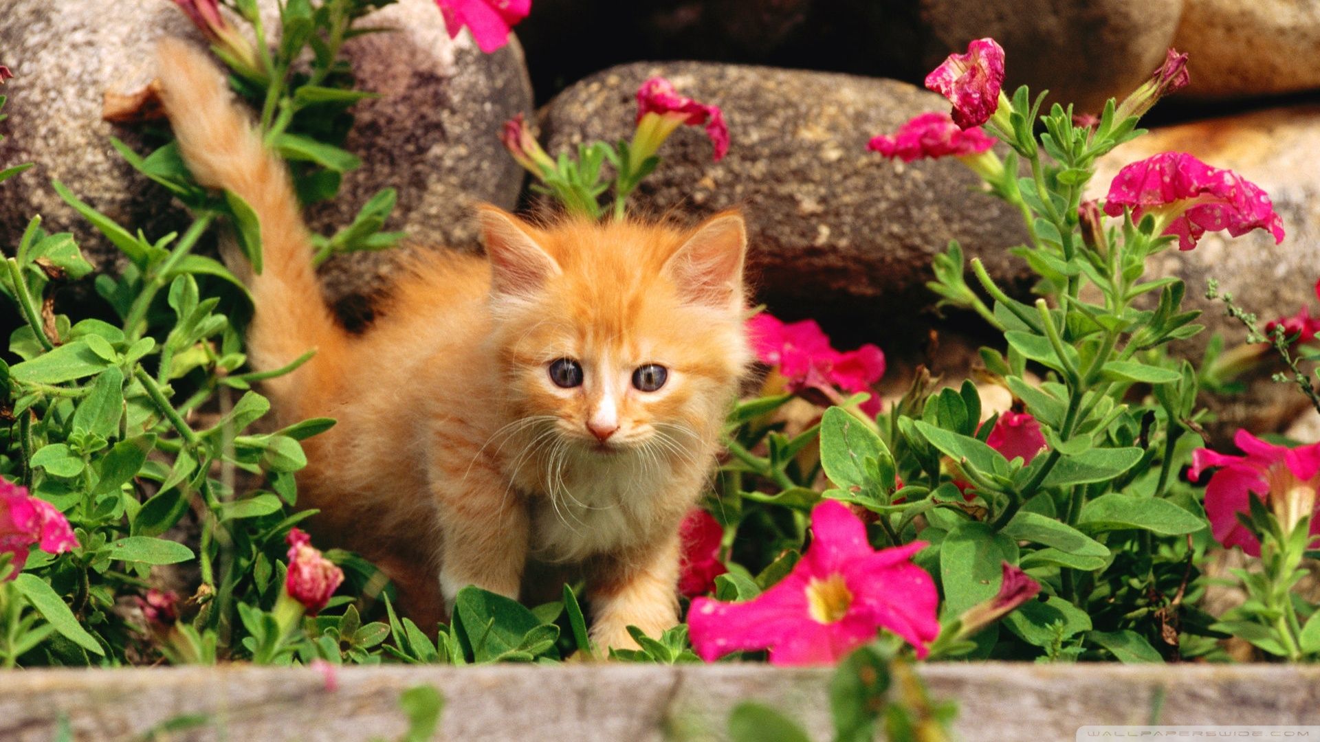 Cats Spring Wallpapers Wallpaper Cave