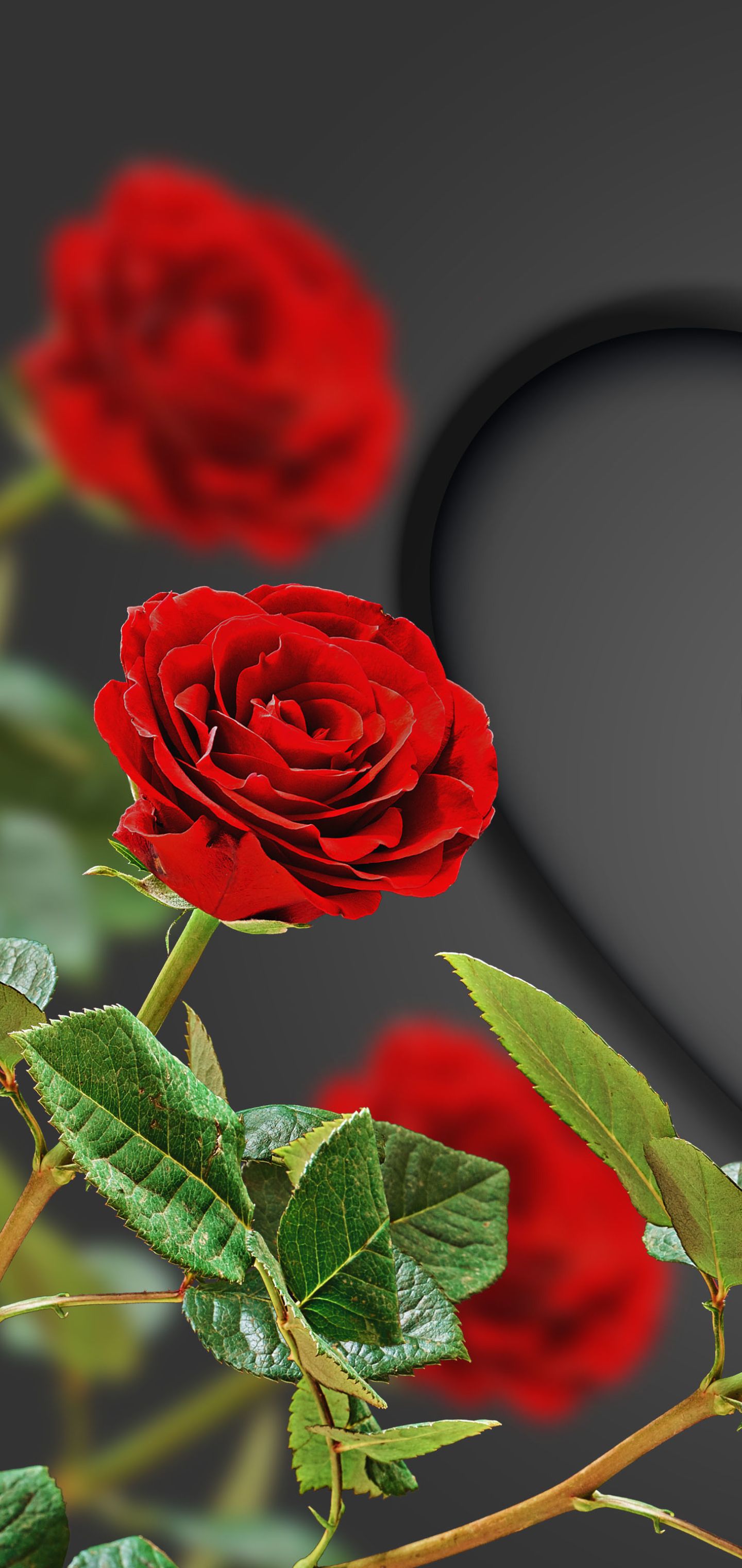 Red Rose Wallpaper For Mobile WoodsLima