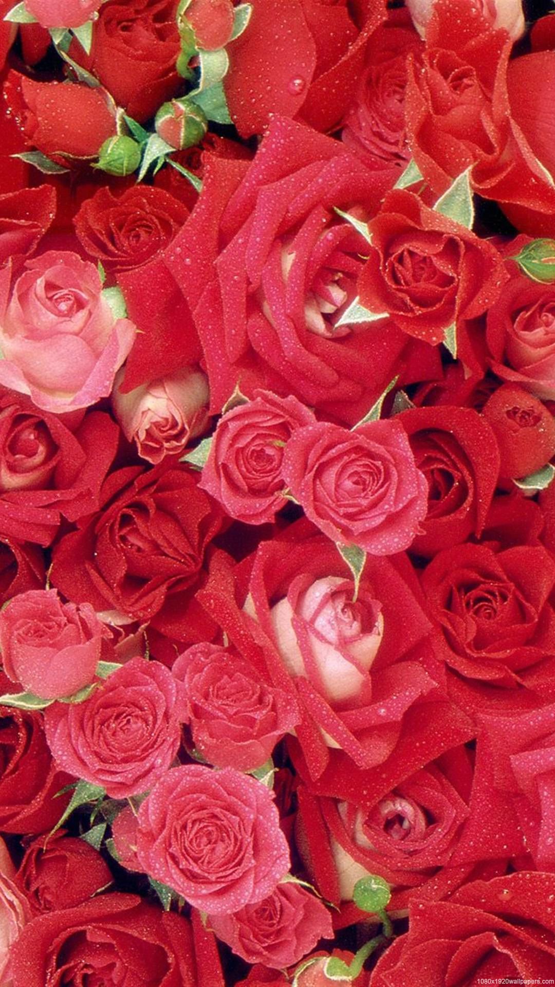 Rose Mobile Wallpapers Wallpaper Cave