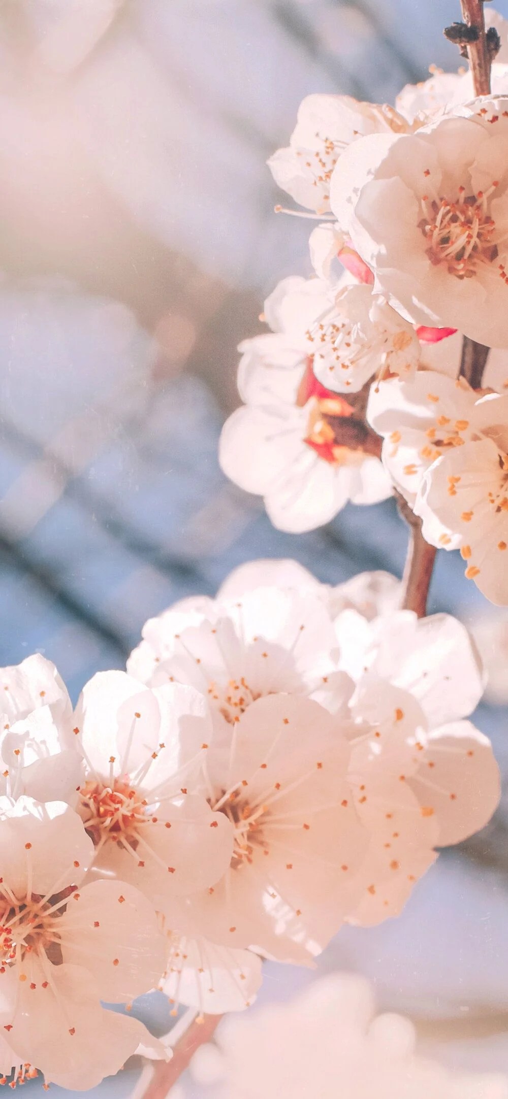 Flower Iphone 11 Wallpaper Hd Cute Dreamsof