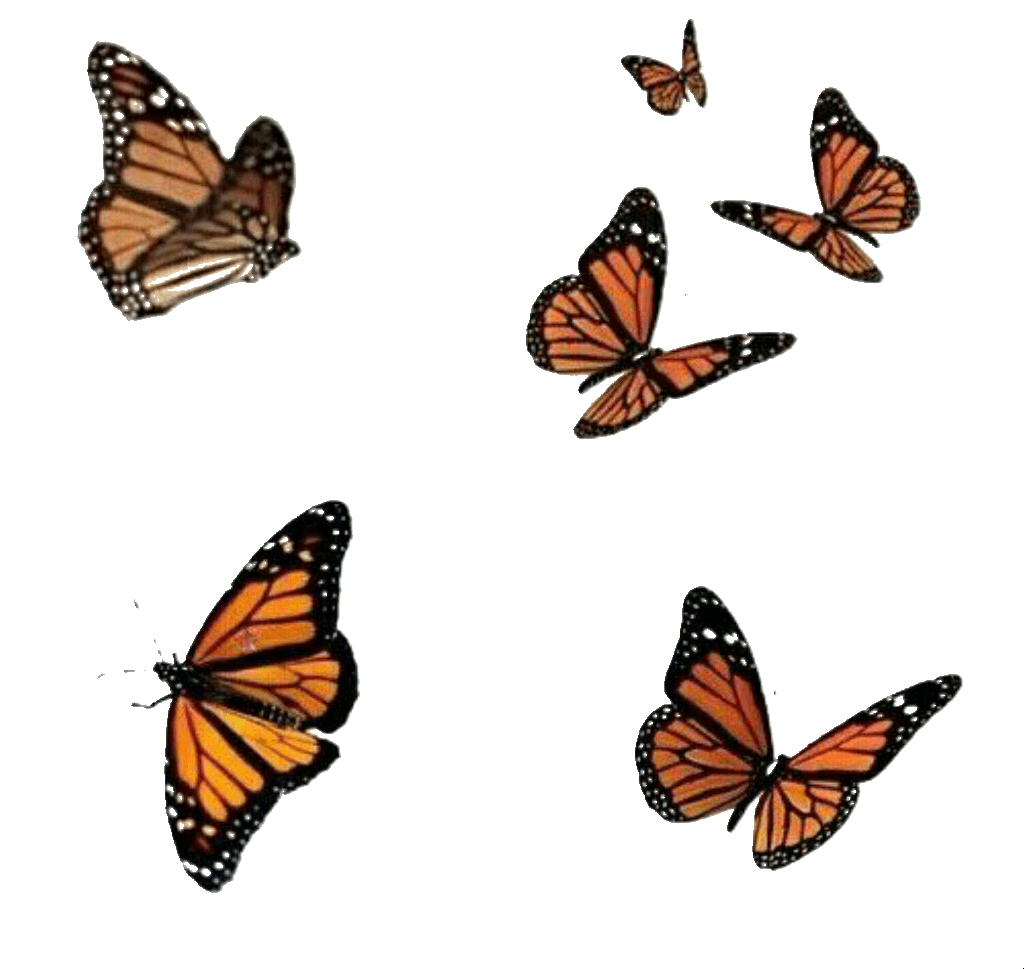 Monarch Butterfly Aesthetic Wallpapers Wallpaper Cave