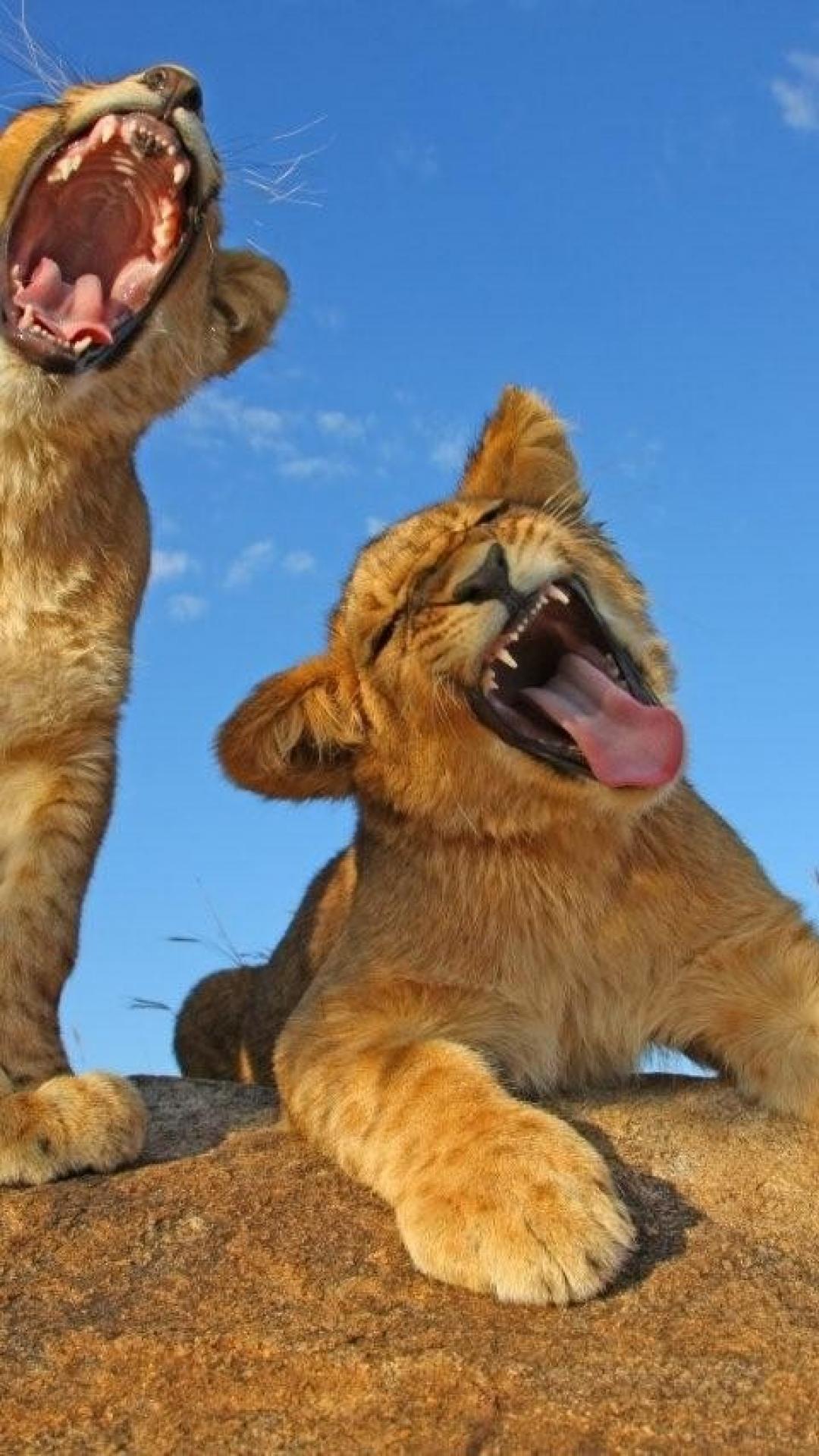 Baby Lions Wallpapers Wallpaper Cave