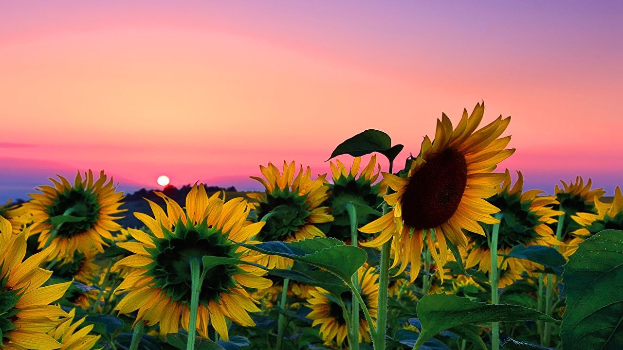 Laptop Sunflower Tumblr Wallpapers Wallpaper Cave