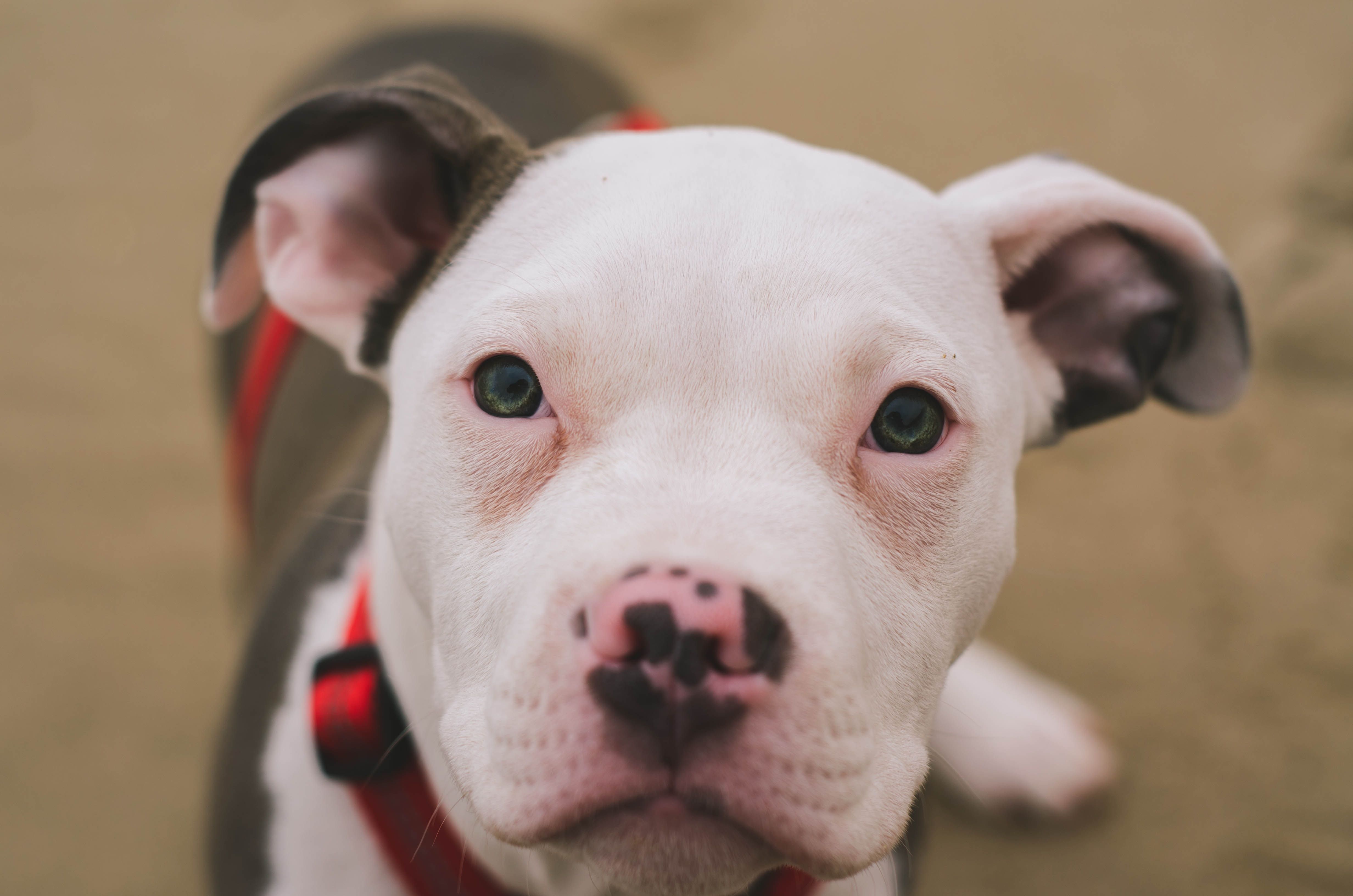 Baby Pit Bull Wallpapers Wallpaper Cave