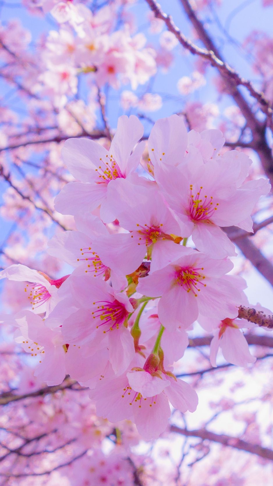 Sakura iPhone Wallpapers Wallpaper Cave