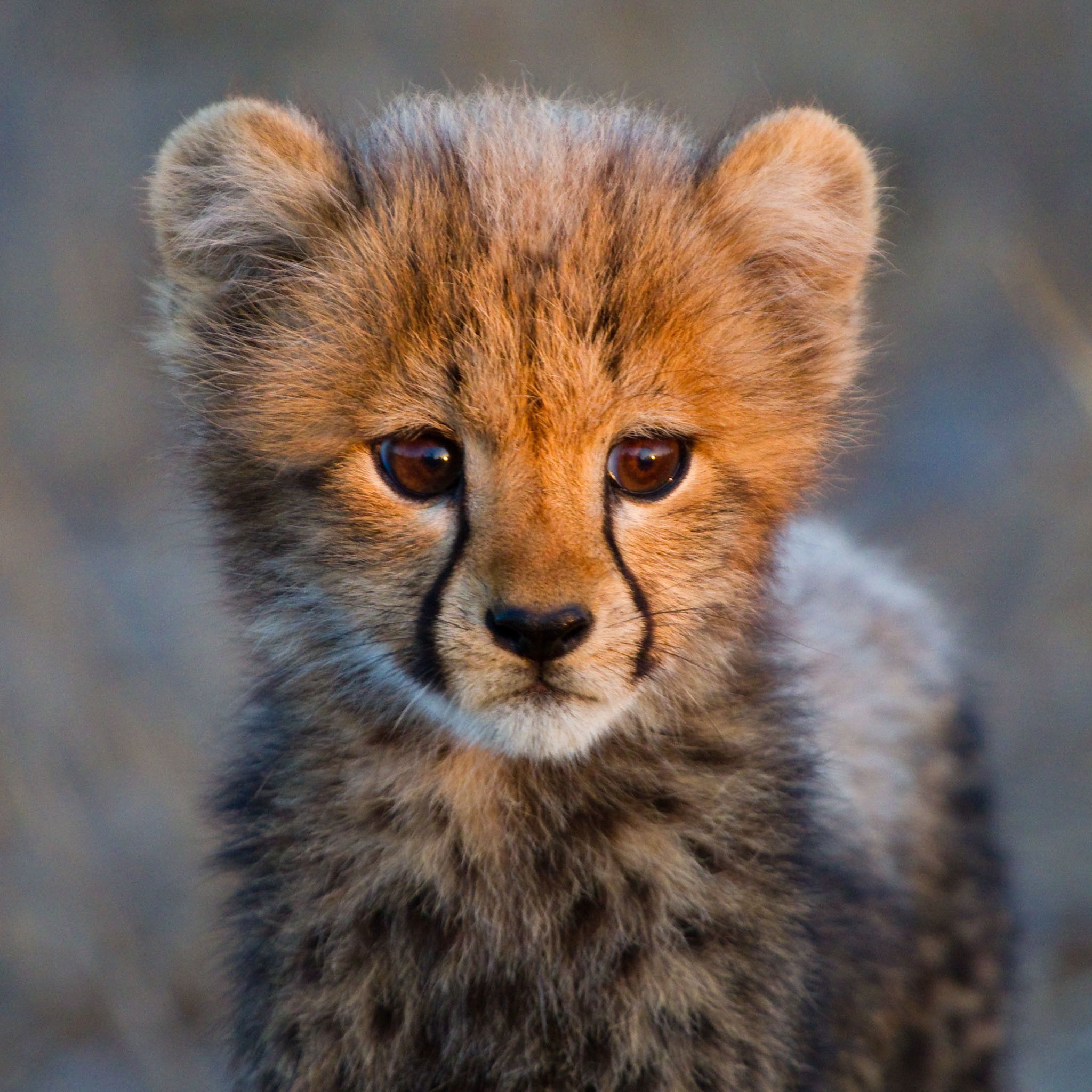 Baby Cheetah Wallpapers Wallpaper Cave