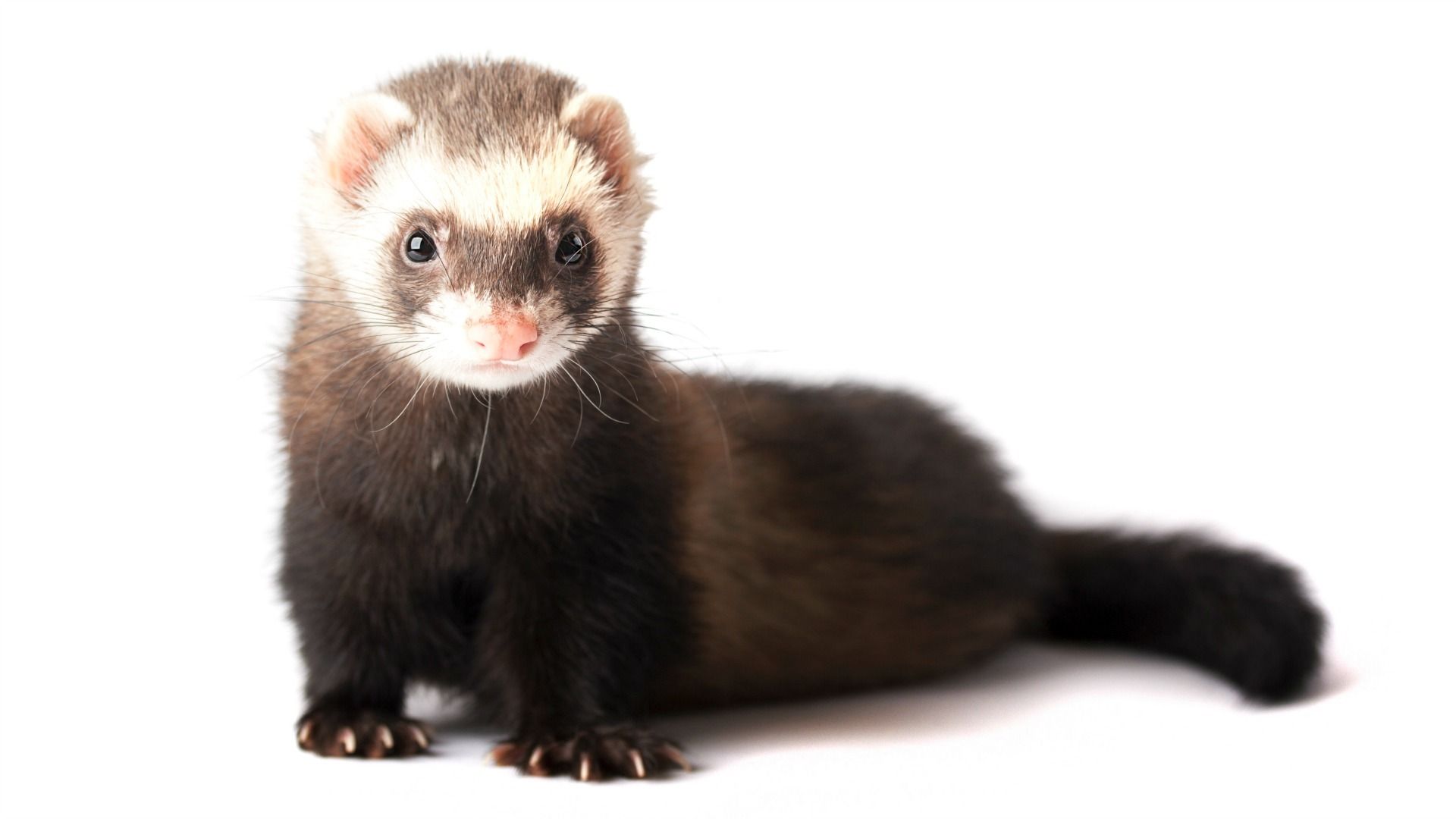 Baby Ferrets Wallpapers Wallpaper Cave