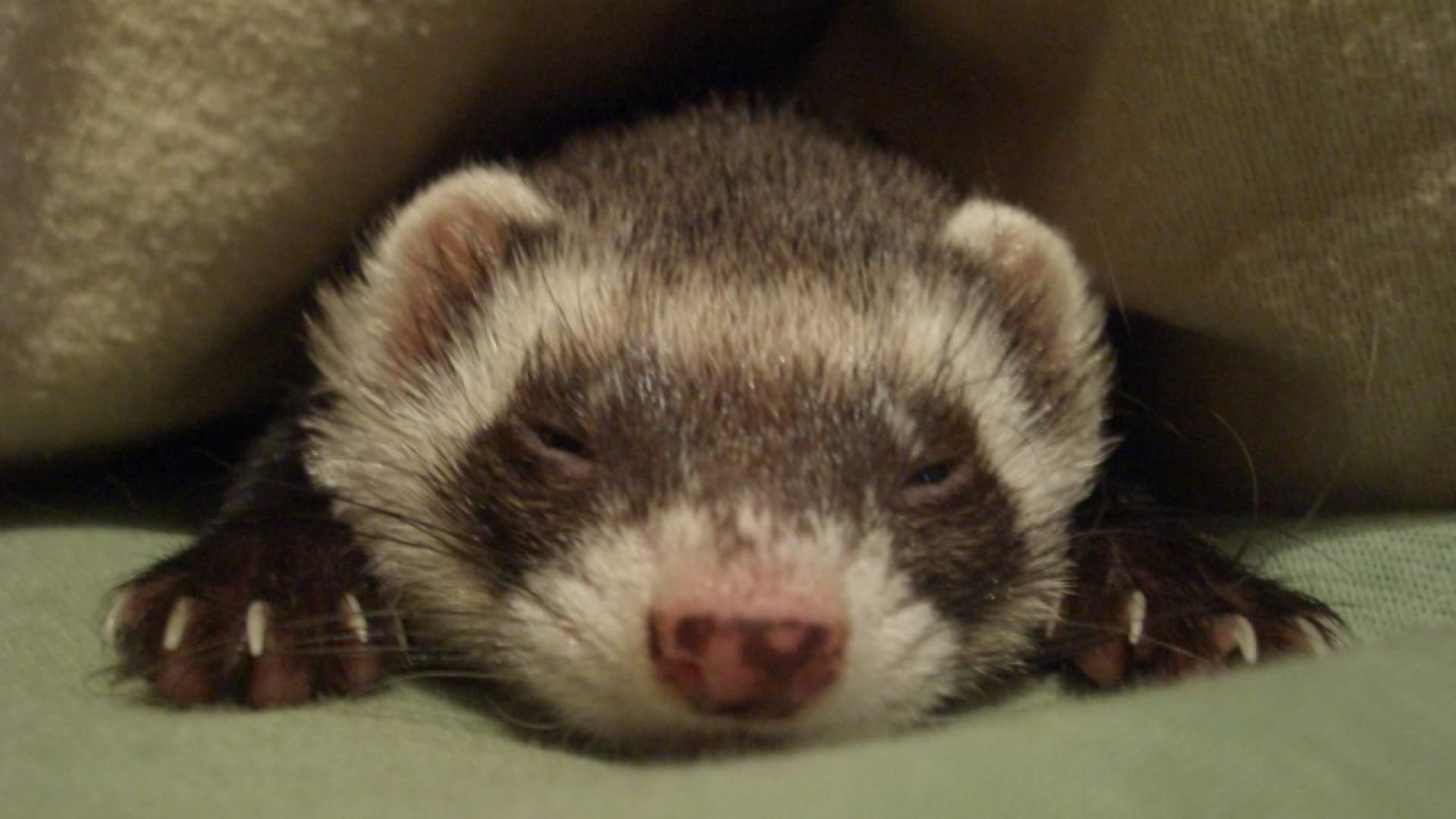 Baby Ferrets Wallpapers Wallpaper Cave