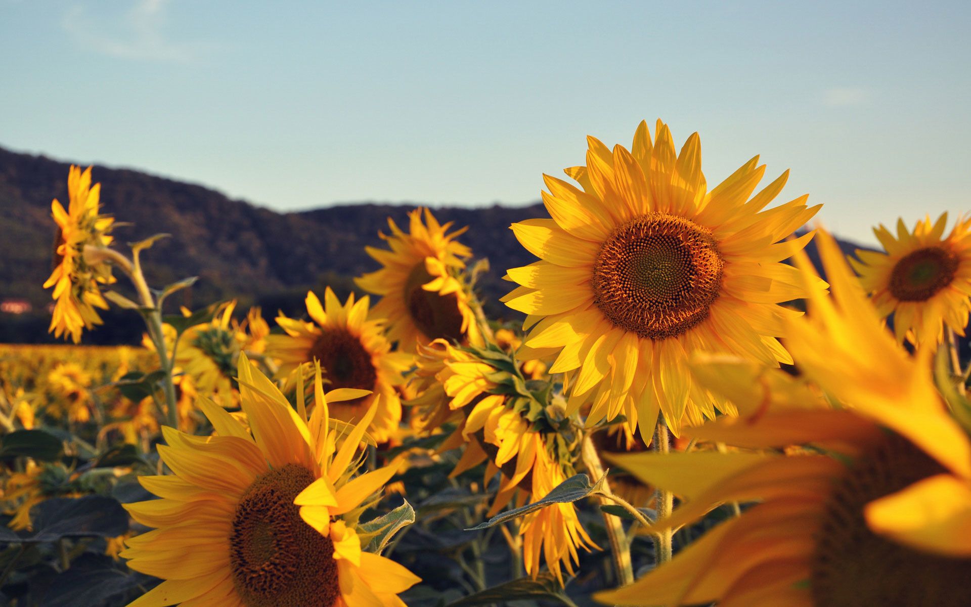 Aesthetic Sunflower Horizontal Wallpapers Wallpaper Cave