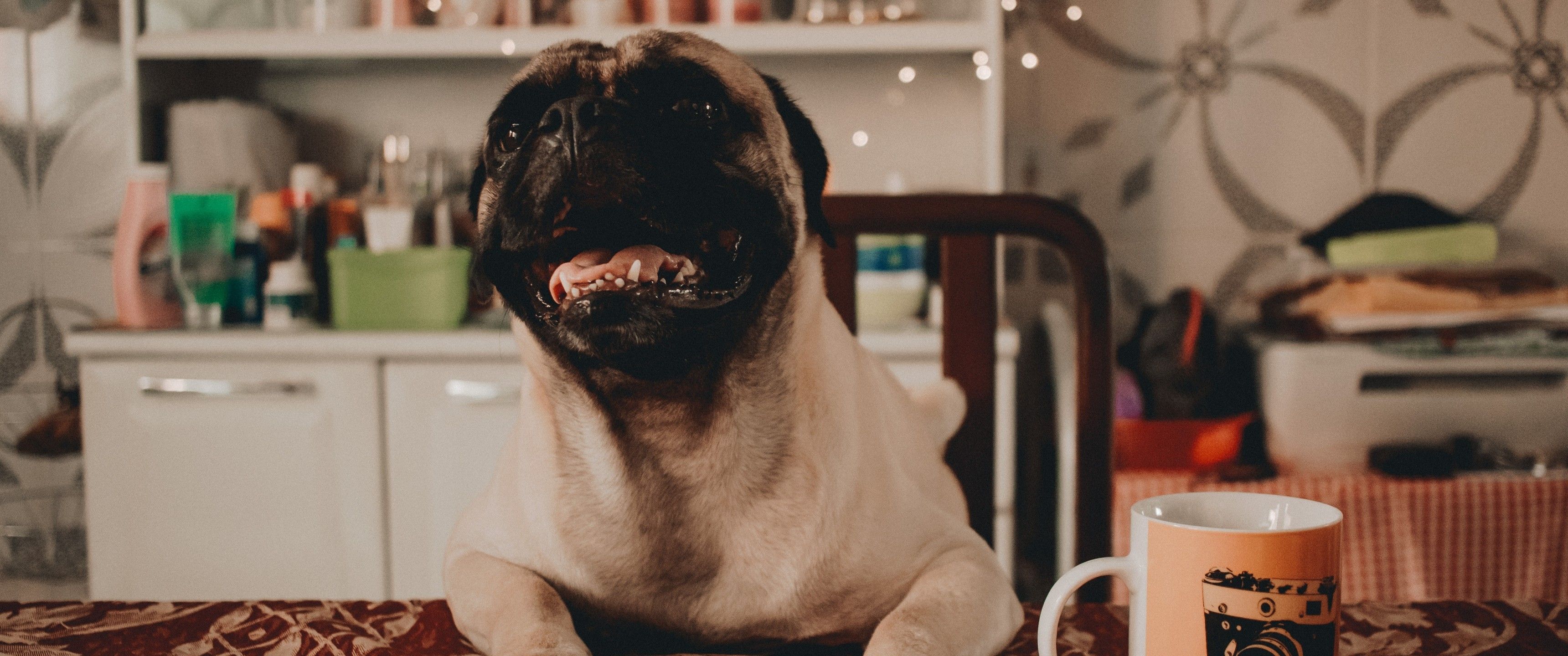 Coffee Dog Wallpapers Wallpaper Cave