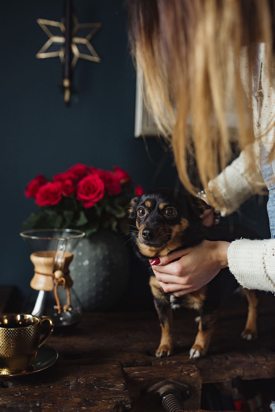 Coffee Dog Wallpapers Wallpaper Cave