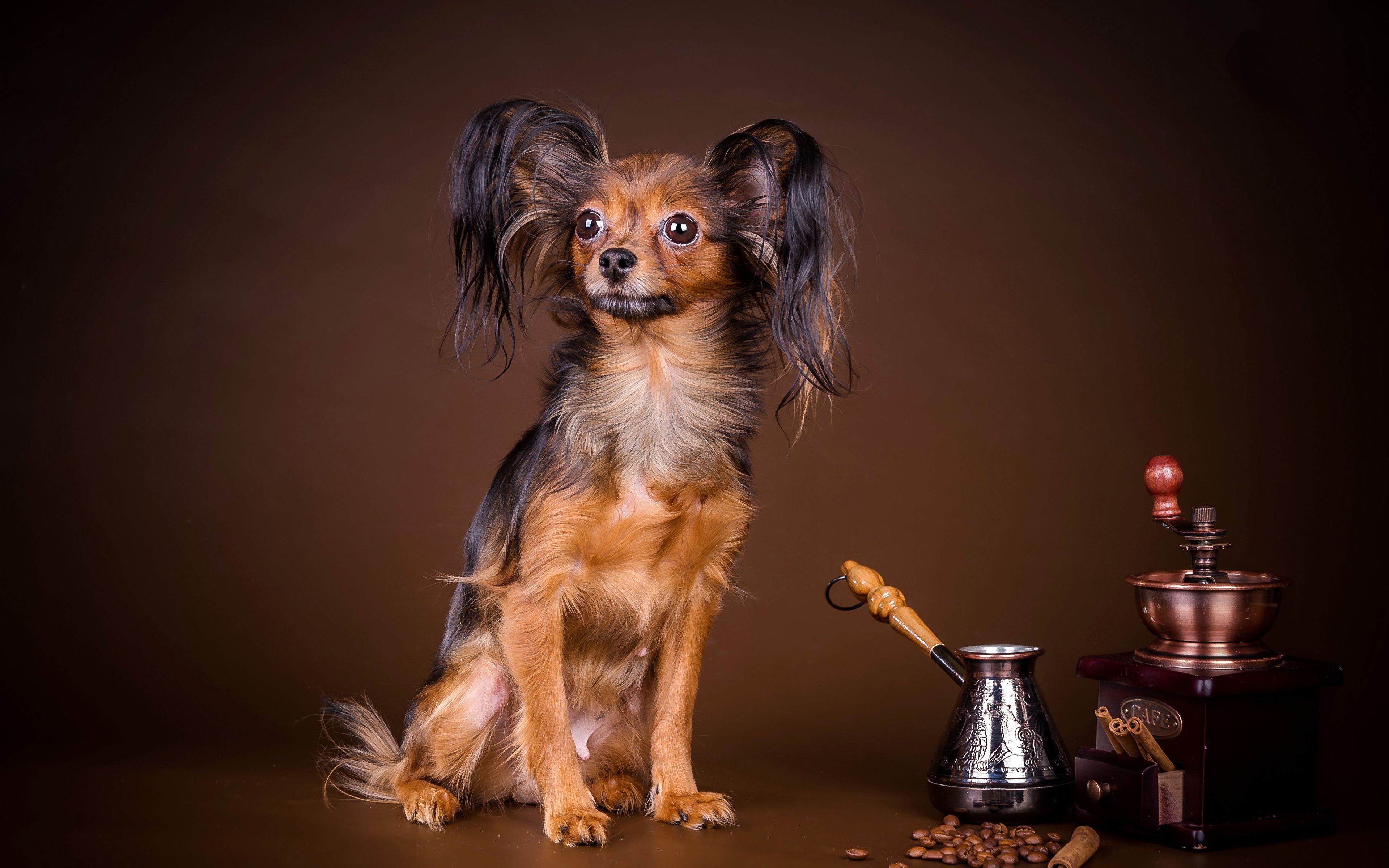 Coffee Dog Wallpapers Wallpaper Cave