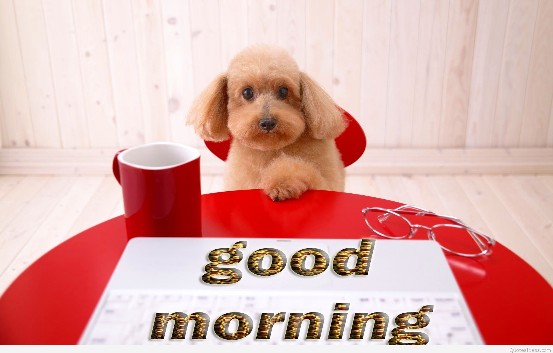 Coffee Dog Wallpapers Wallpaper Cave