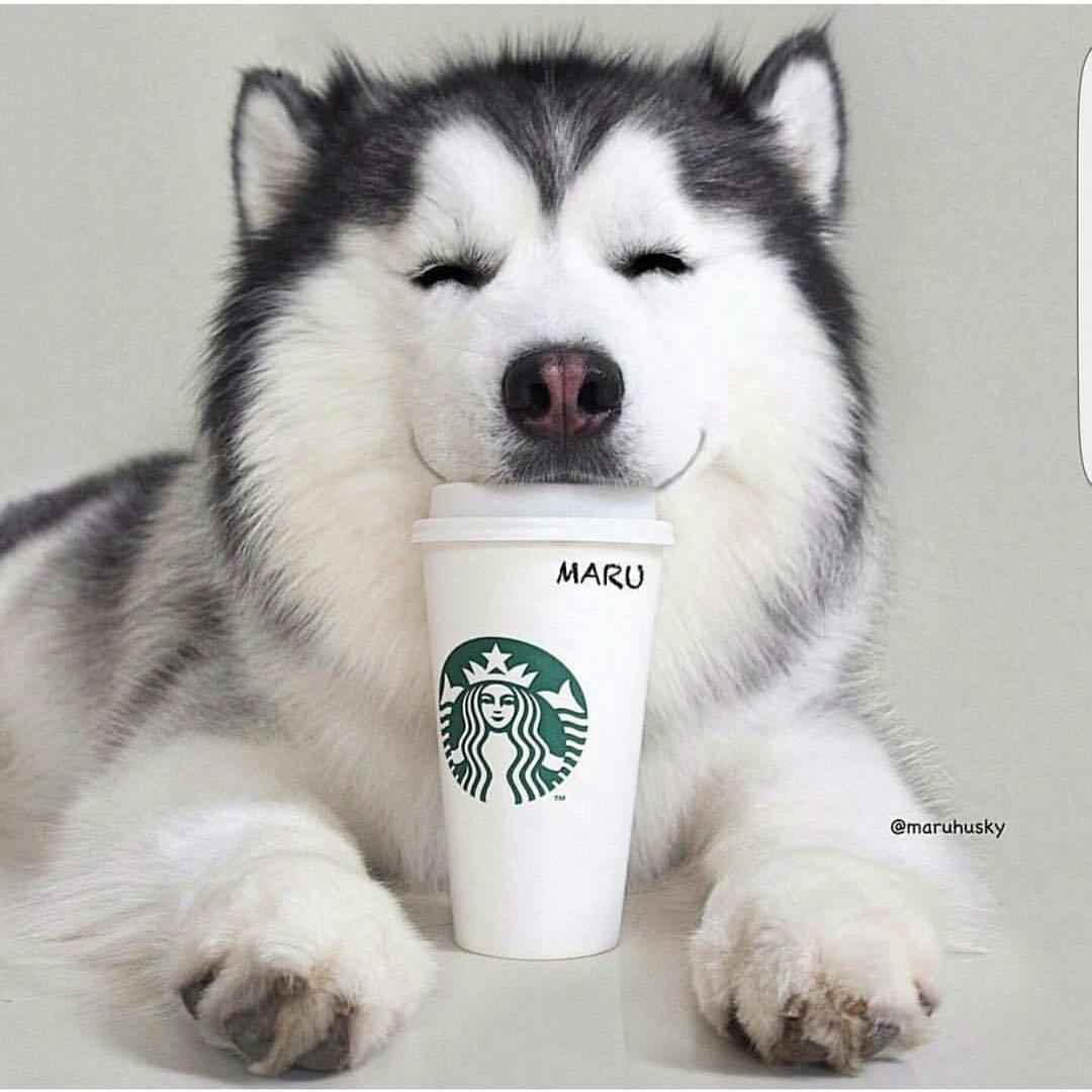 Coffee Dog Wallpapers Wallpaper Cave