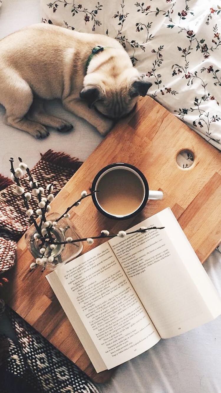 Coffee Dog Wallpapers Wallpaper Cave