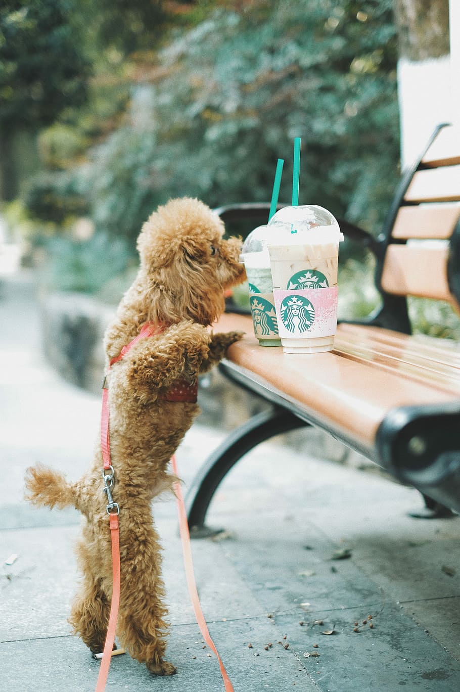 Coffee Dog Wallpapers Wallpaper Cave