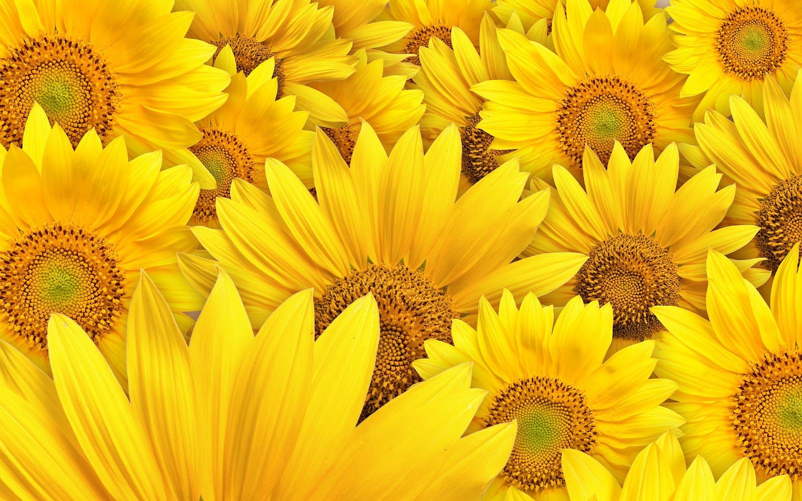 Anime Sunflower HD Wallpapers Wallpaper Cave