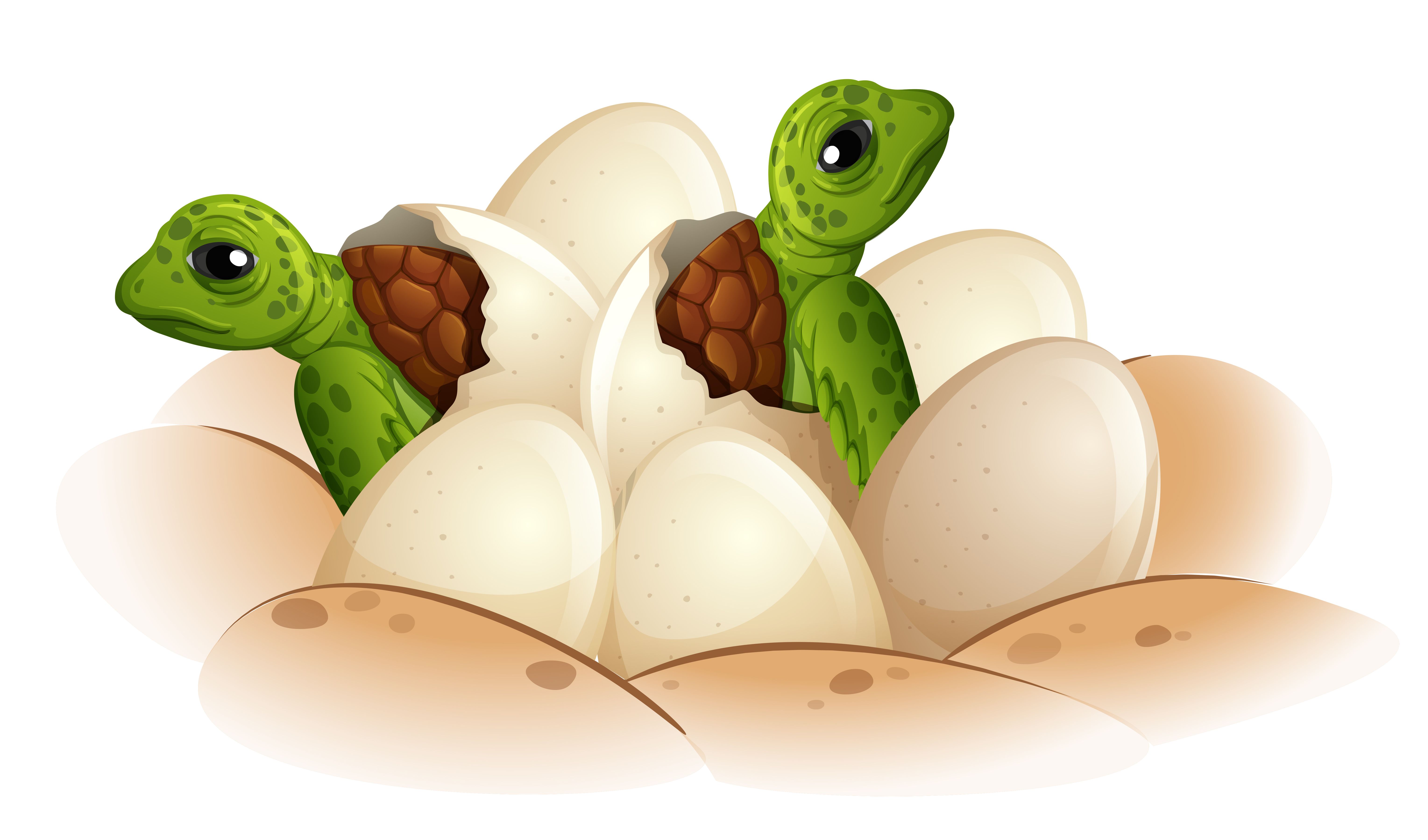 Easter Egg Hatching Wallpapers Wallpaper Cave
